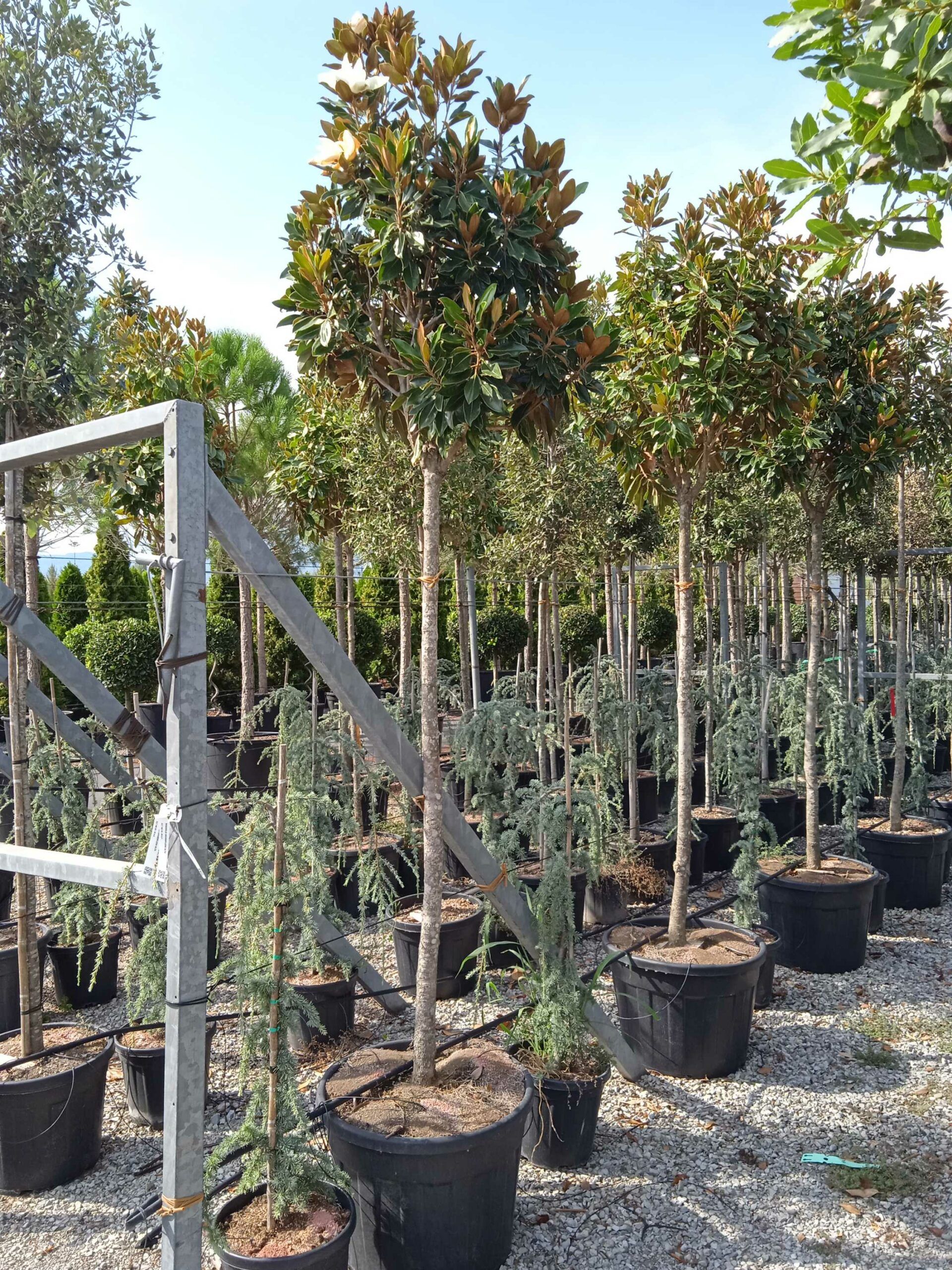 1662126705 scaled fae997b7