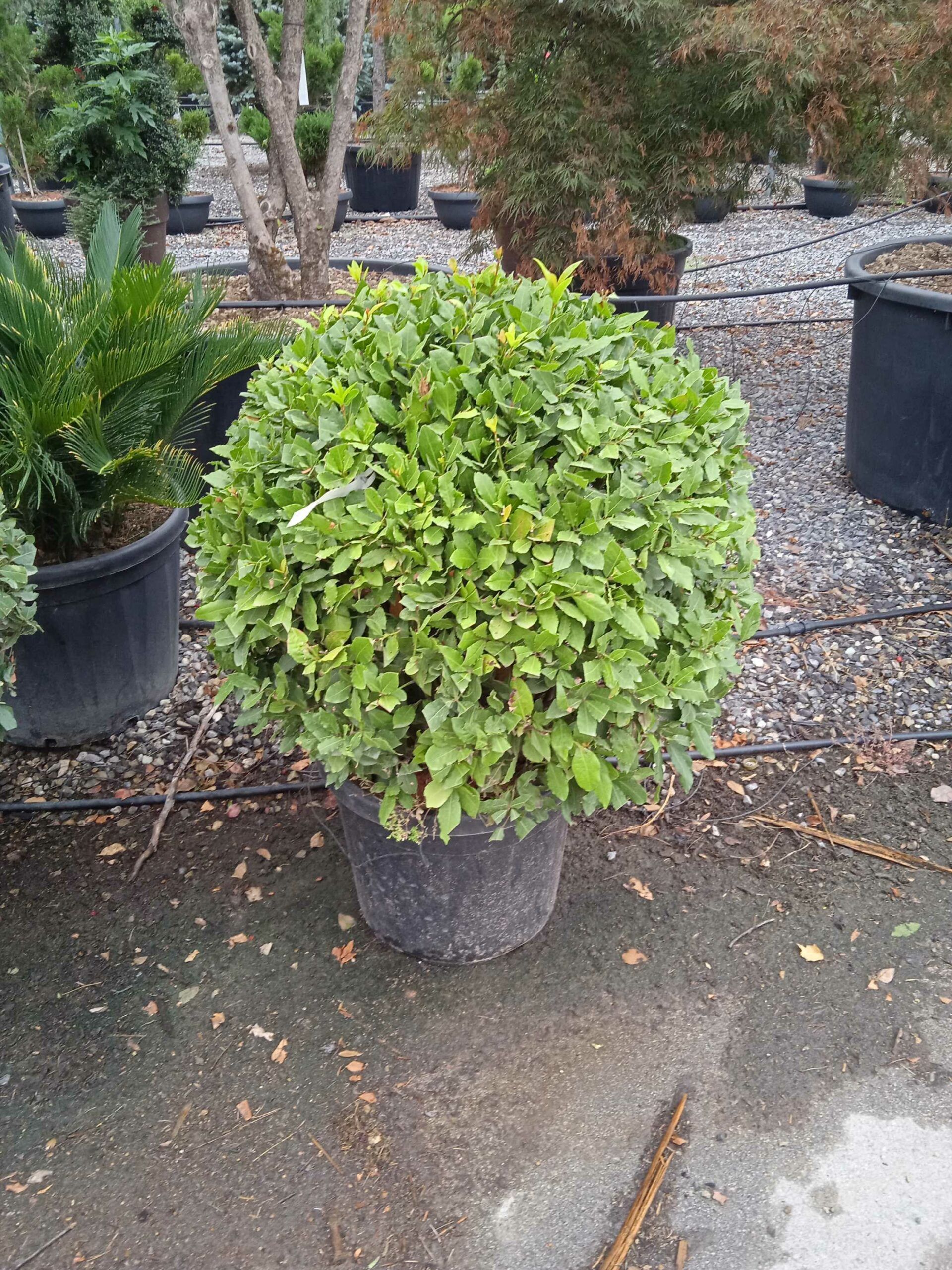 1662186204 scaled fac9e43c