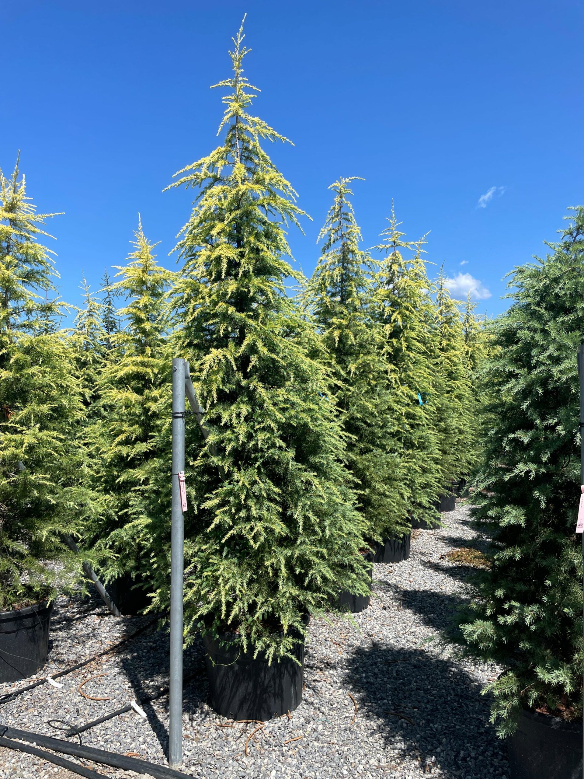 1691401950 scaled faea1917