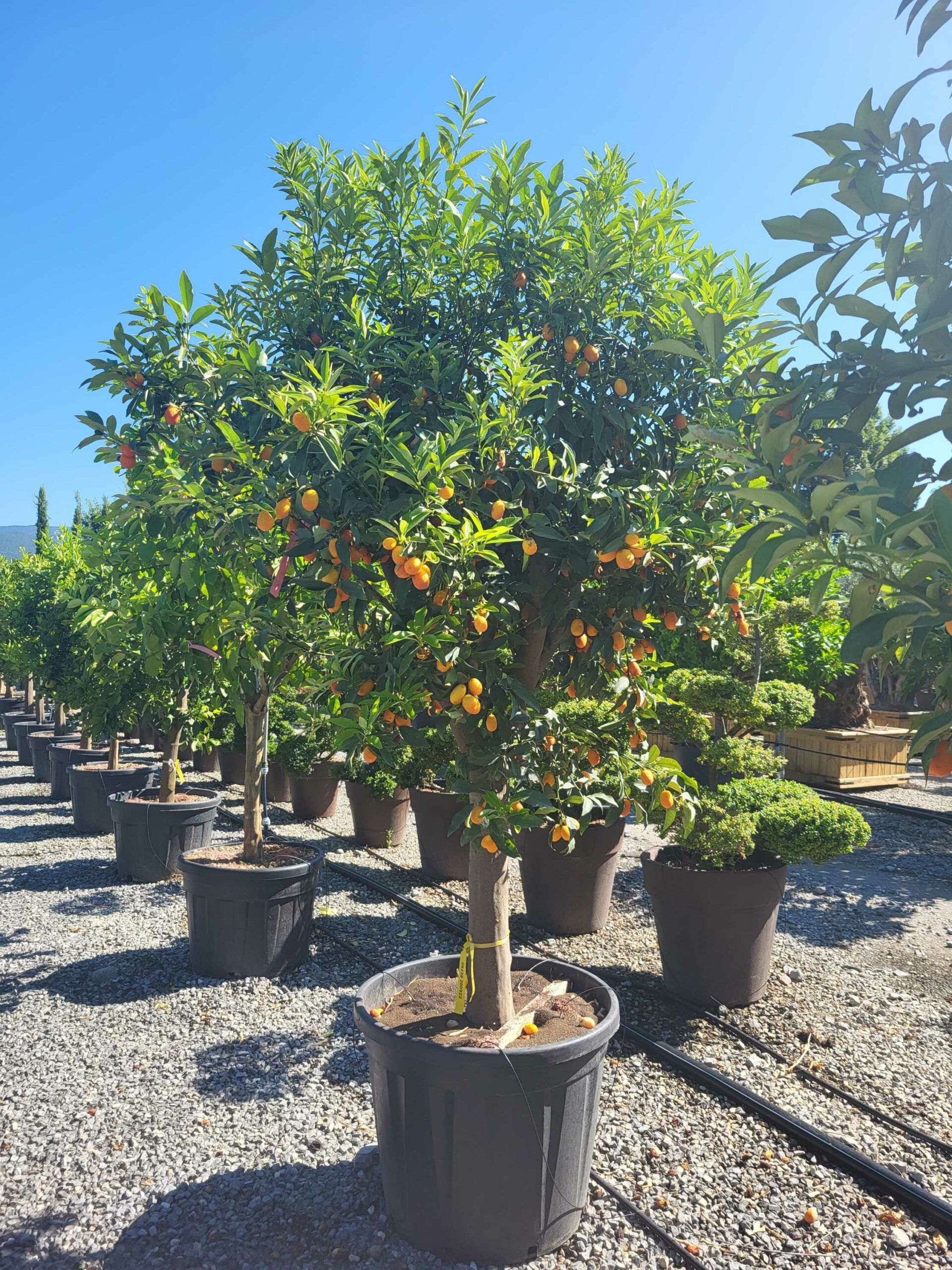 1691655607 scaled fa81adcf