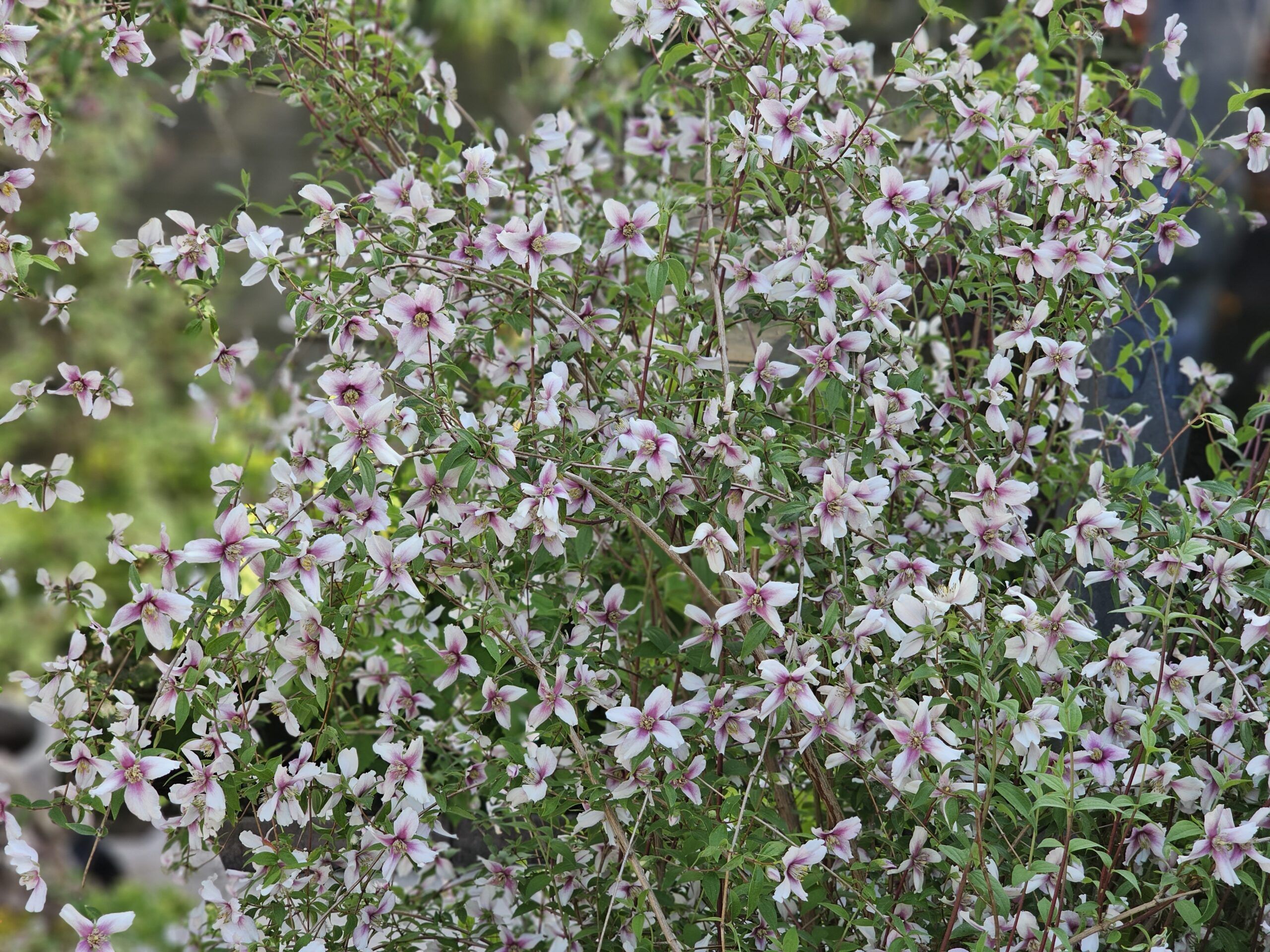 Philadelphus Petite Perfume Pink 14 scaled fab9a283