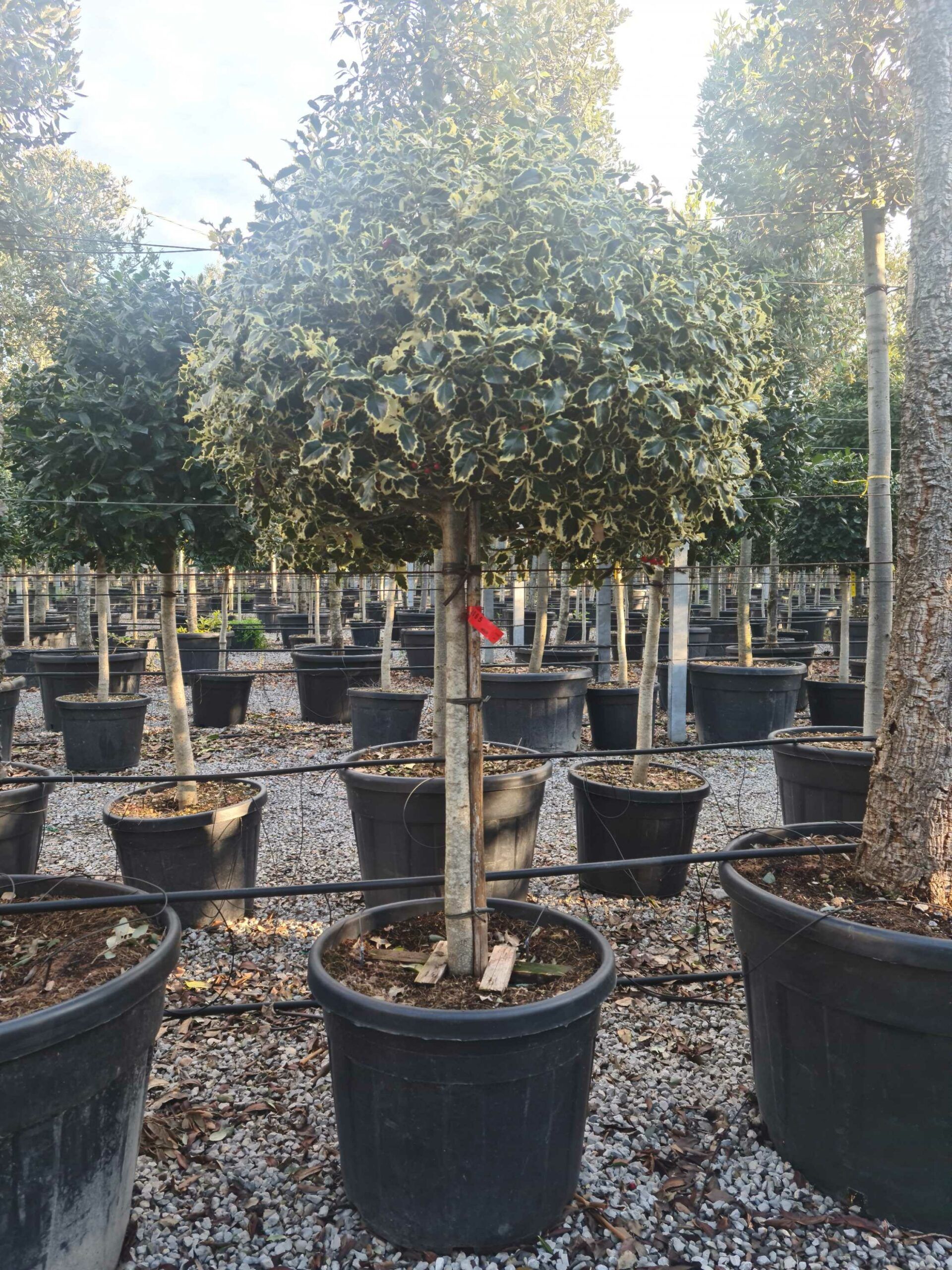 1639404169 scaled fbafc659