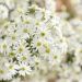 Olearia Spring Bling 31 1 scaled fbad8664