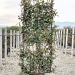 1614157867 14 Photinia x fraseri Carr Rouge Vqlt 25 150x055 Pleached 55 00 fc70ca75
