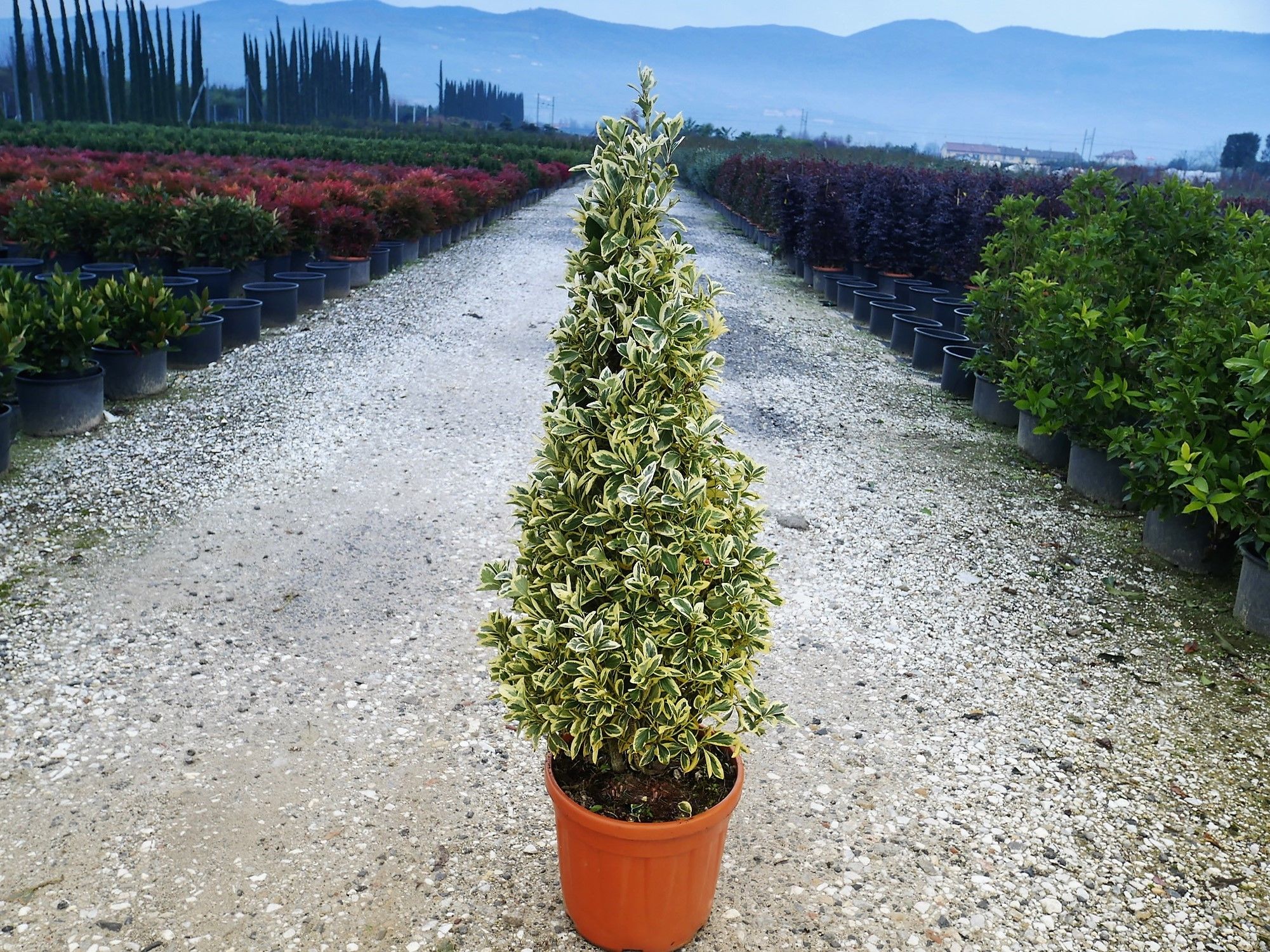 1614165311 2 Euonymus japonicus Bravo Clt 18 25 Cone 100 125 38 00 fc65b31a