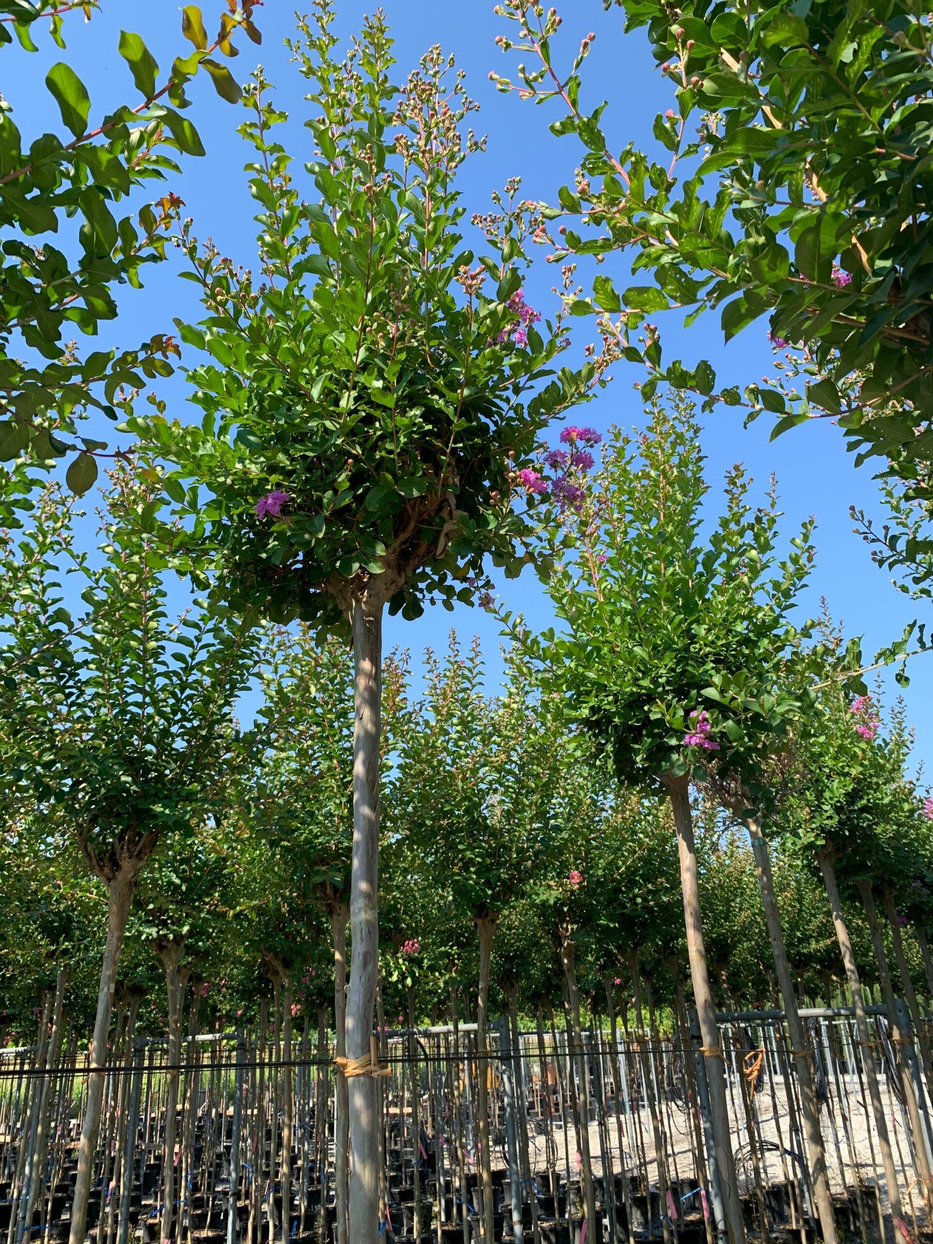 1658130425 scaled fc369b50