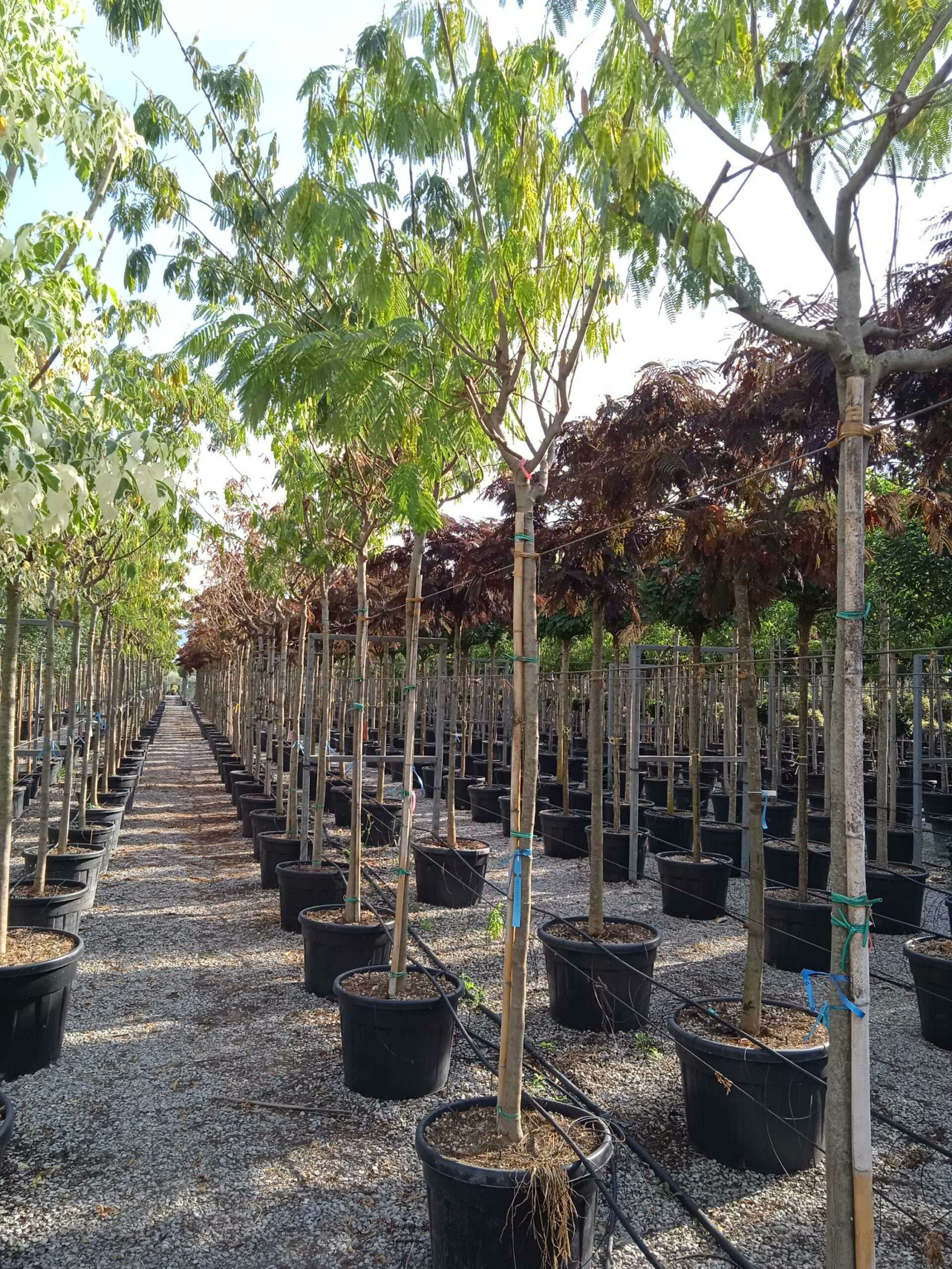 1662131096 scaled fc221105