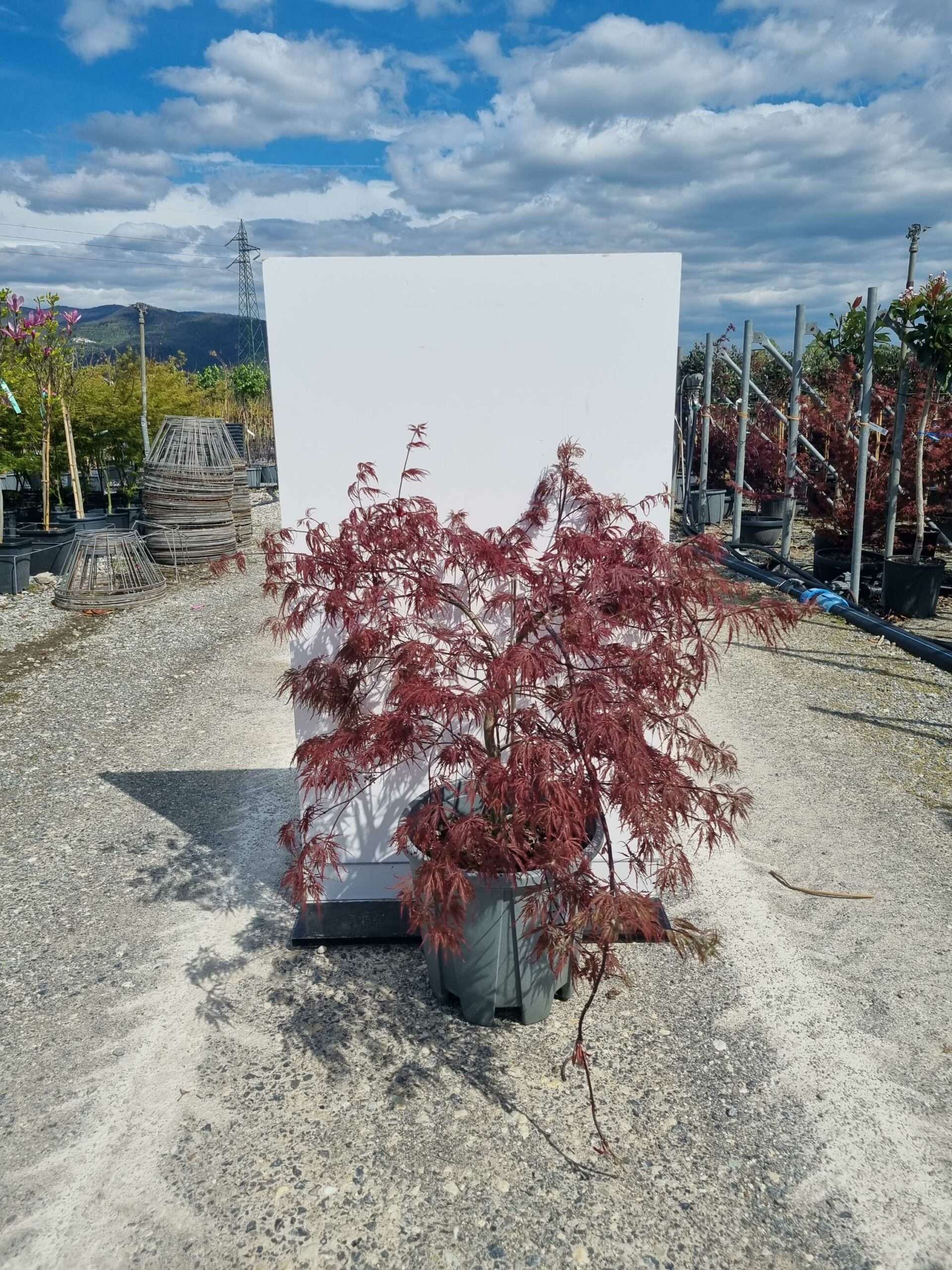 1681823692 scaled fcb62c26