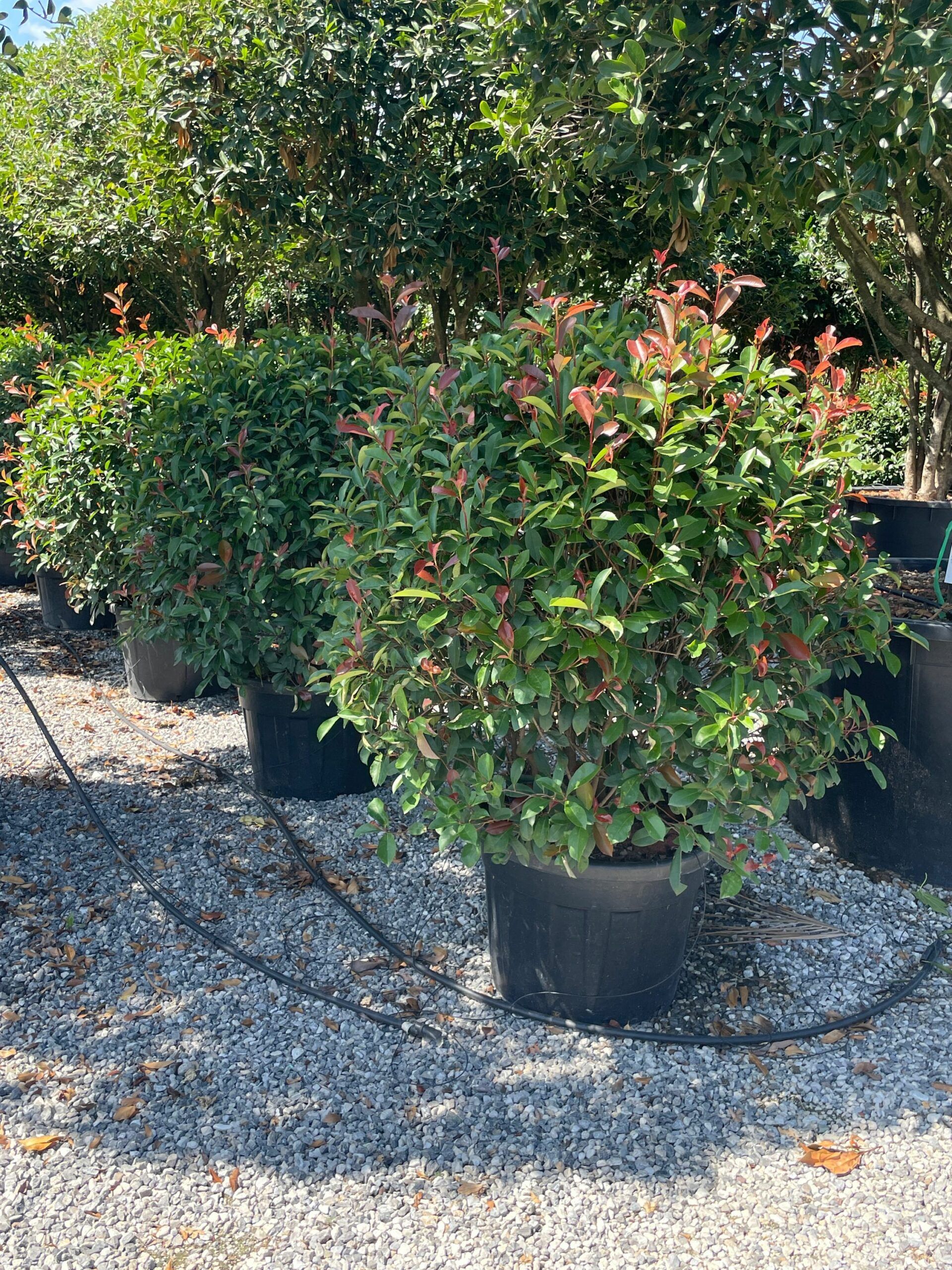 1691400866 scaled fcd8dcb9