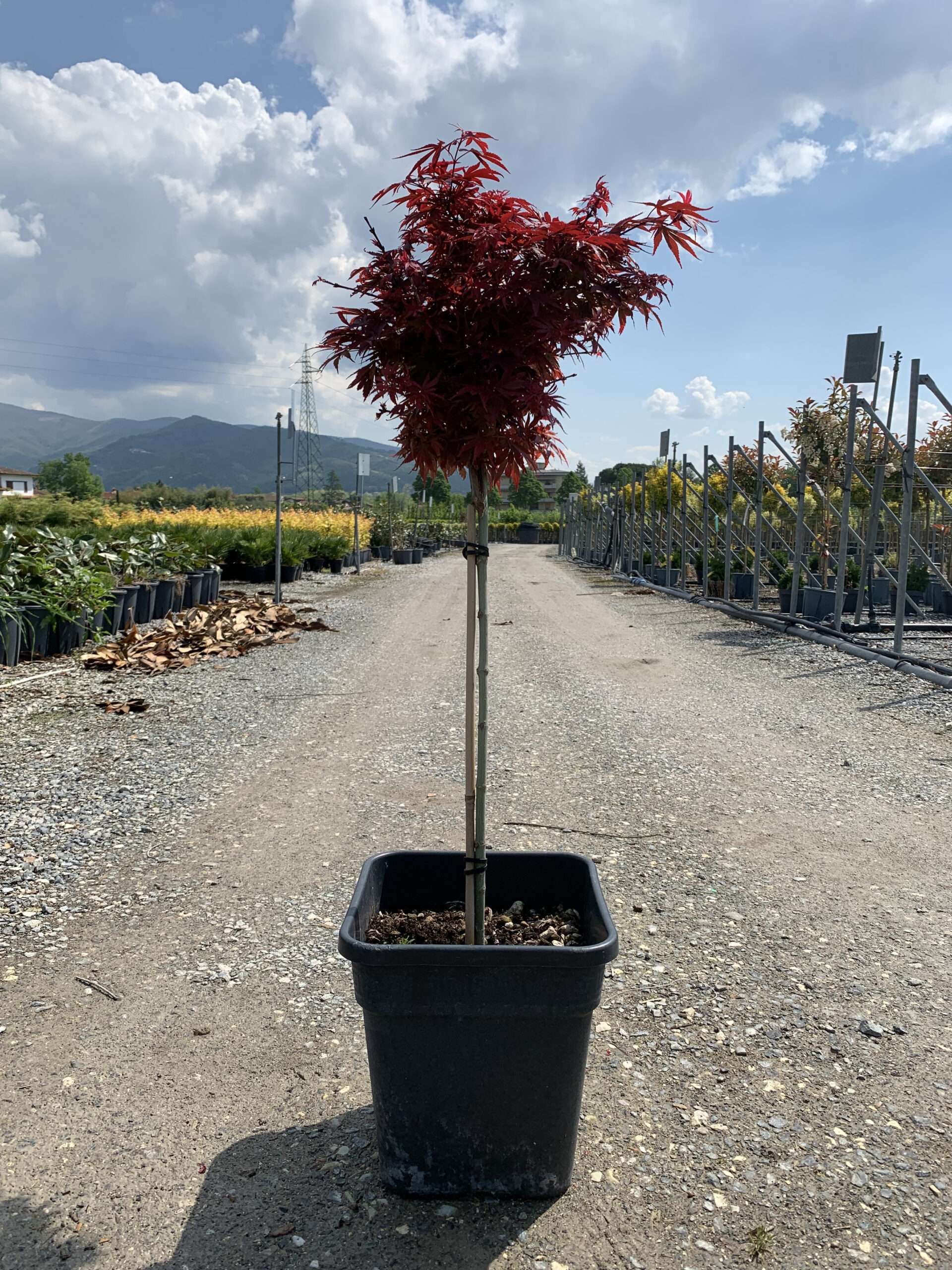 1652369772 scaled fd3f0acc