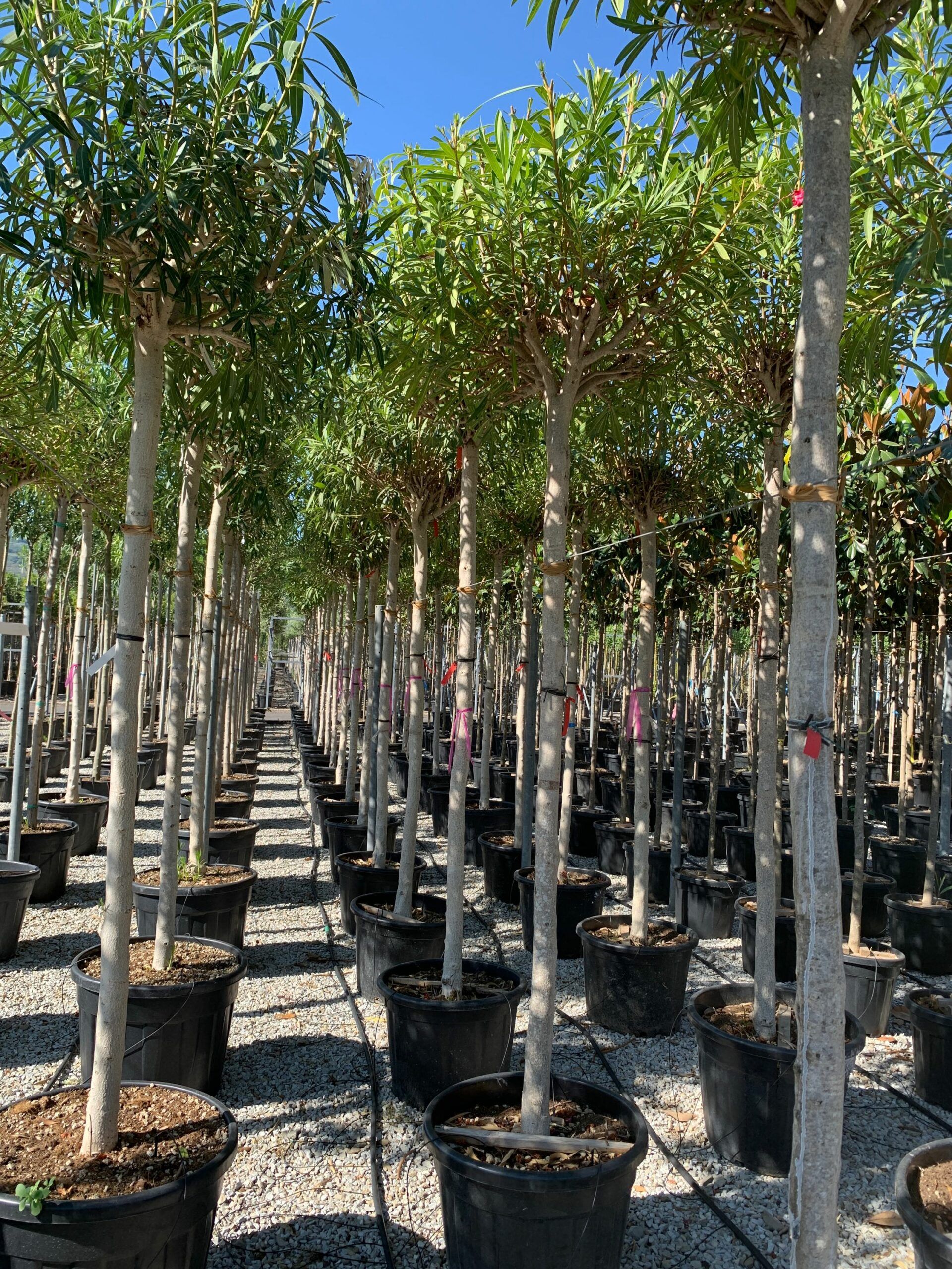 1657897813 scaled fda2426a