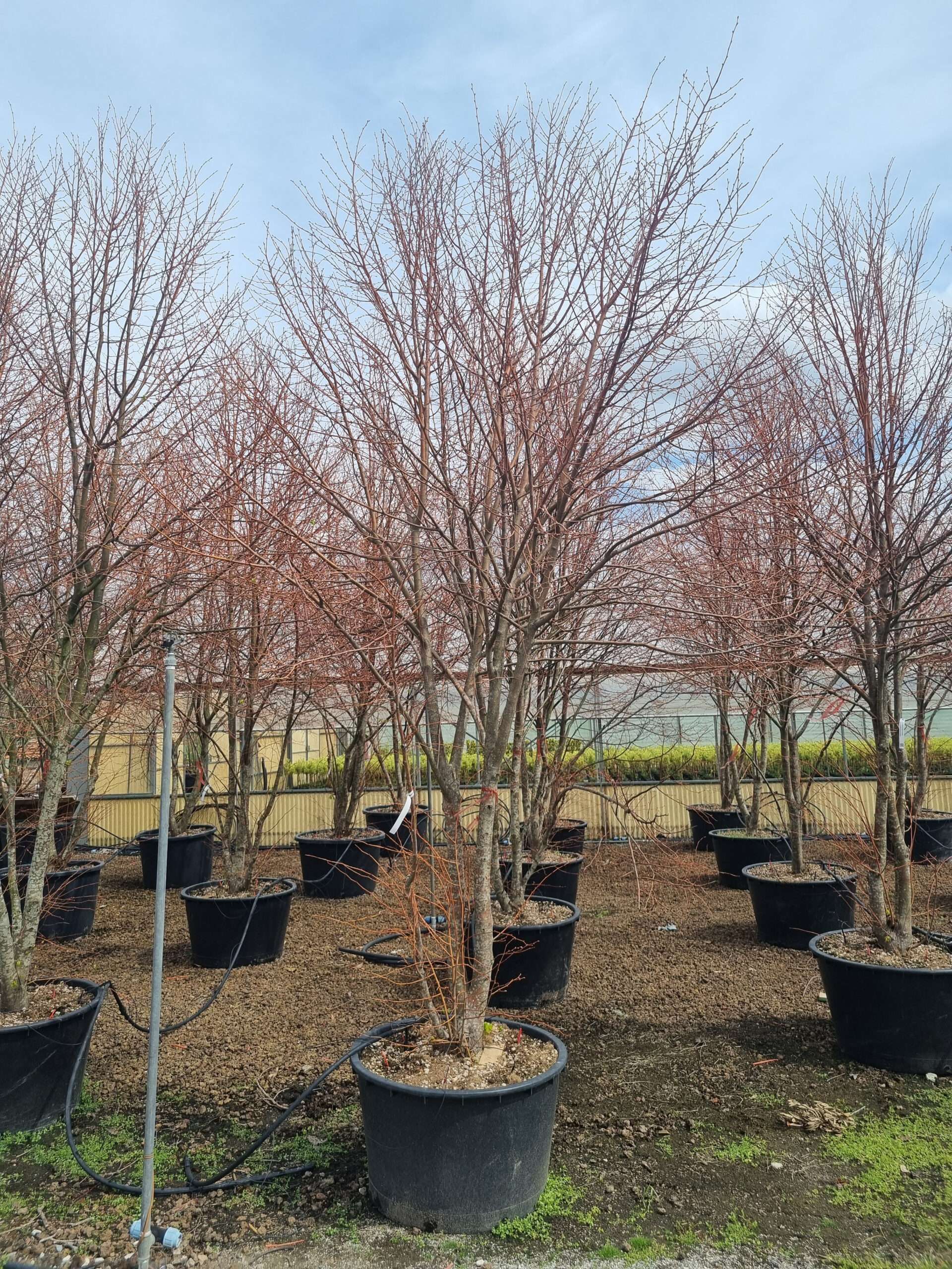 1680852860 Tilia cordata winter orange new clt 285 400 450 Mehrst mmig scaled fd296125