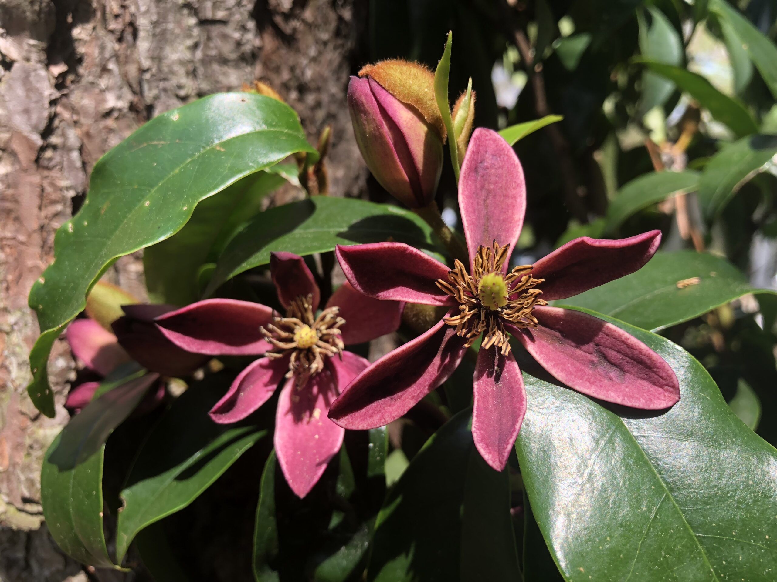 Magnolia Stellar Ruby 5 scaled fd638dd9