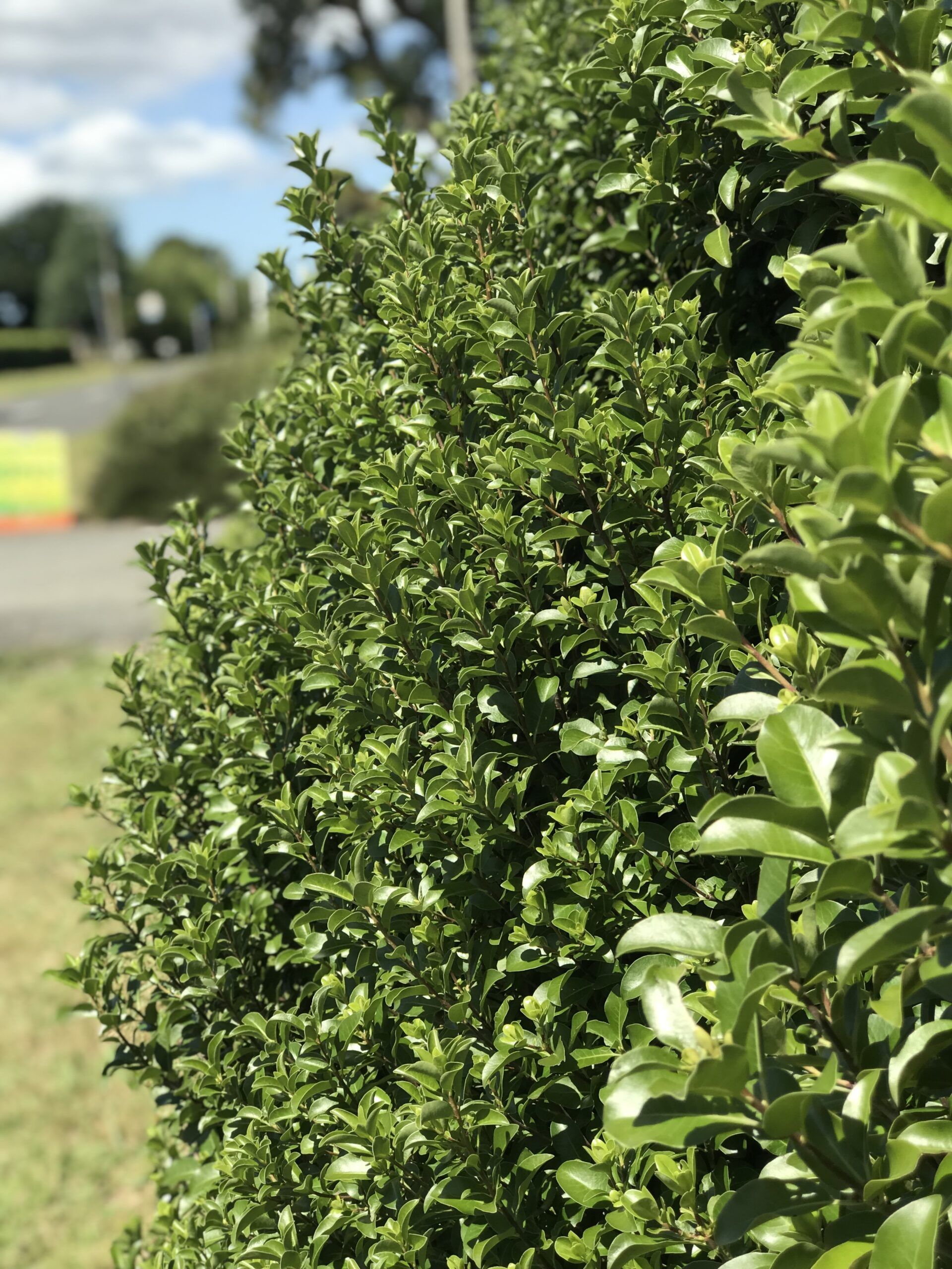 Pittosporum Irish Luck 8 scaled fd9e15f3