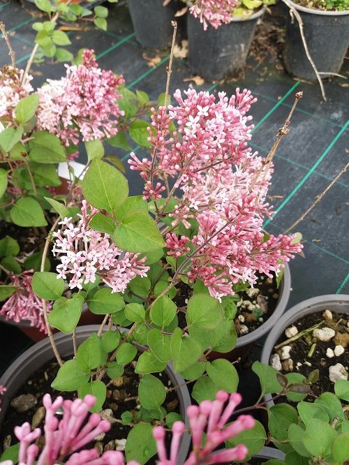 syringa pink perfume 3 fd49f45d