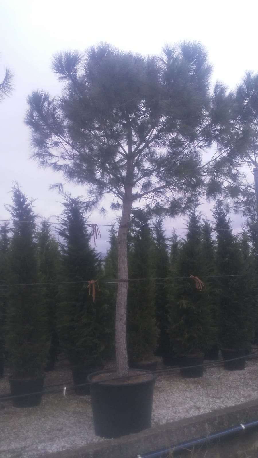 1611321686 pinus pinea 40 45 450 500 fe86903d