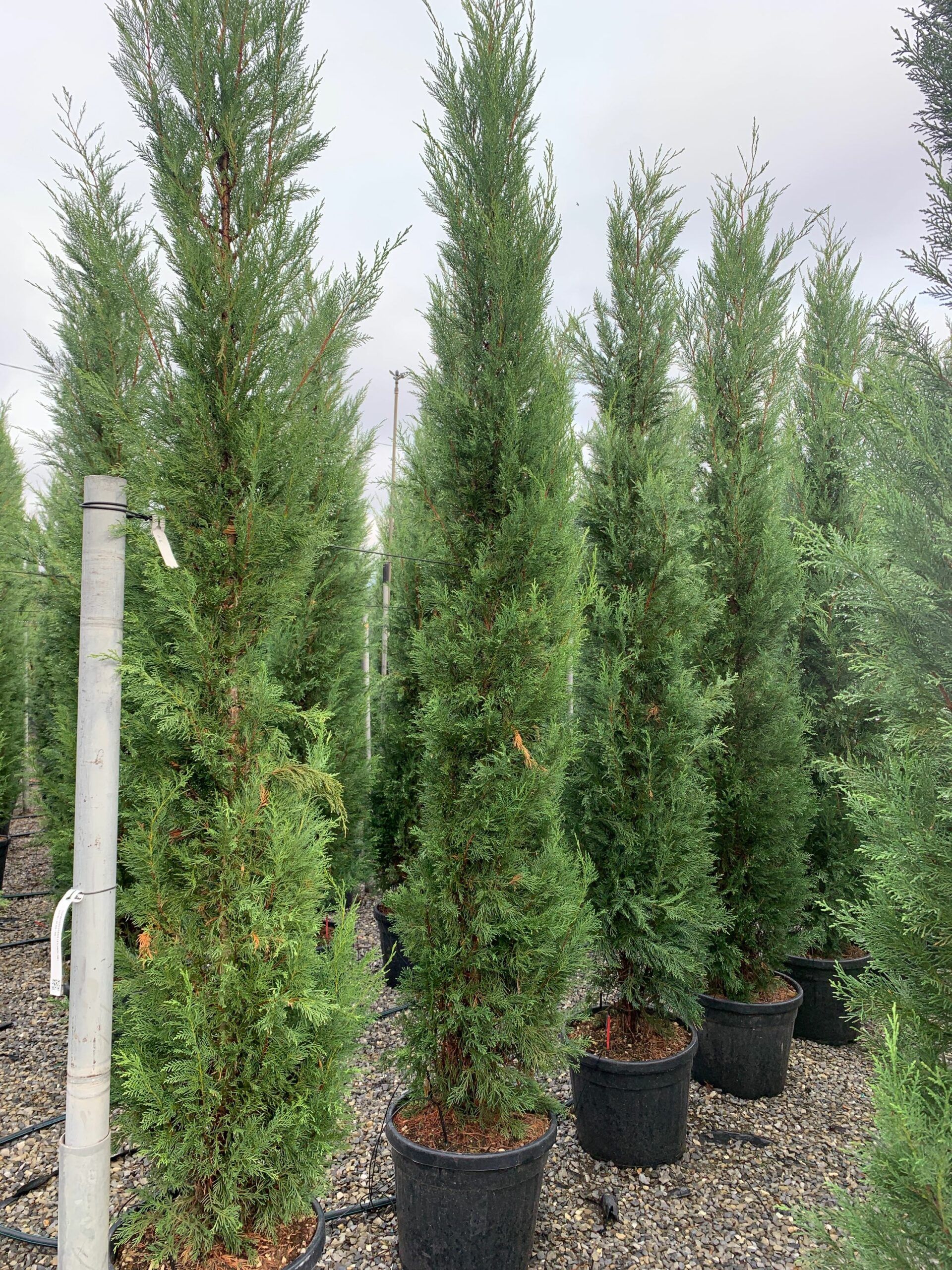 1637924136 scaled feeff6c8