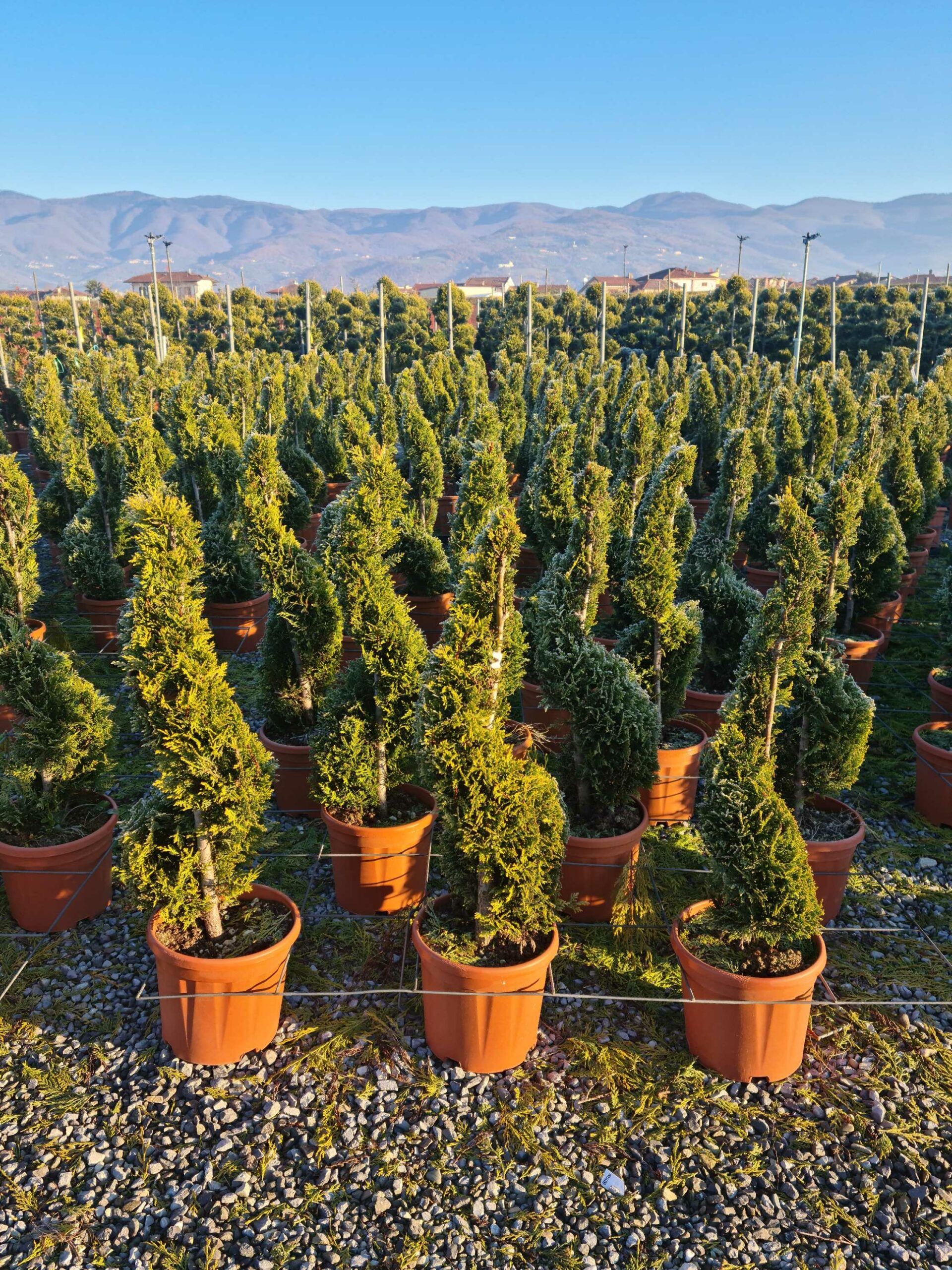 1639814270 scaled fea43dff