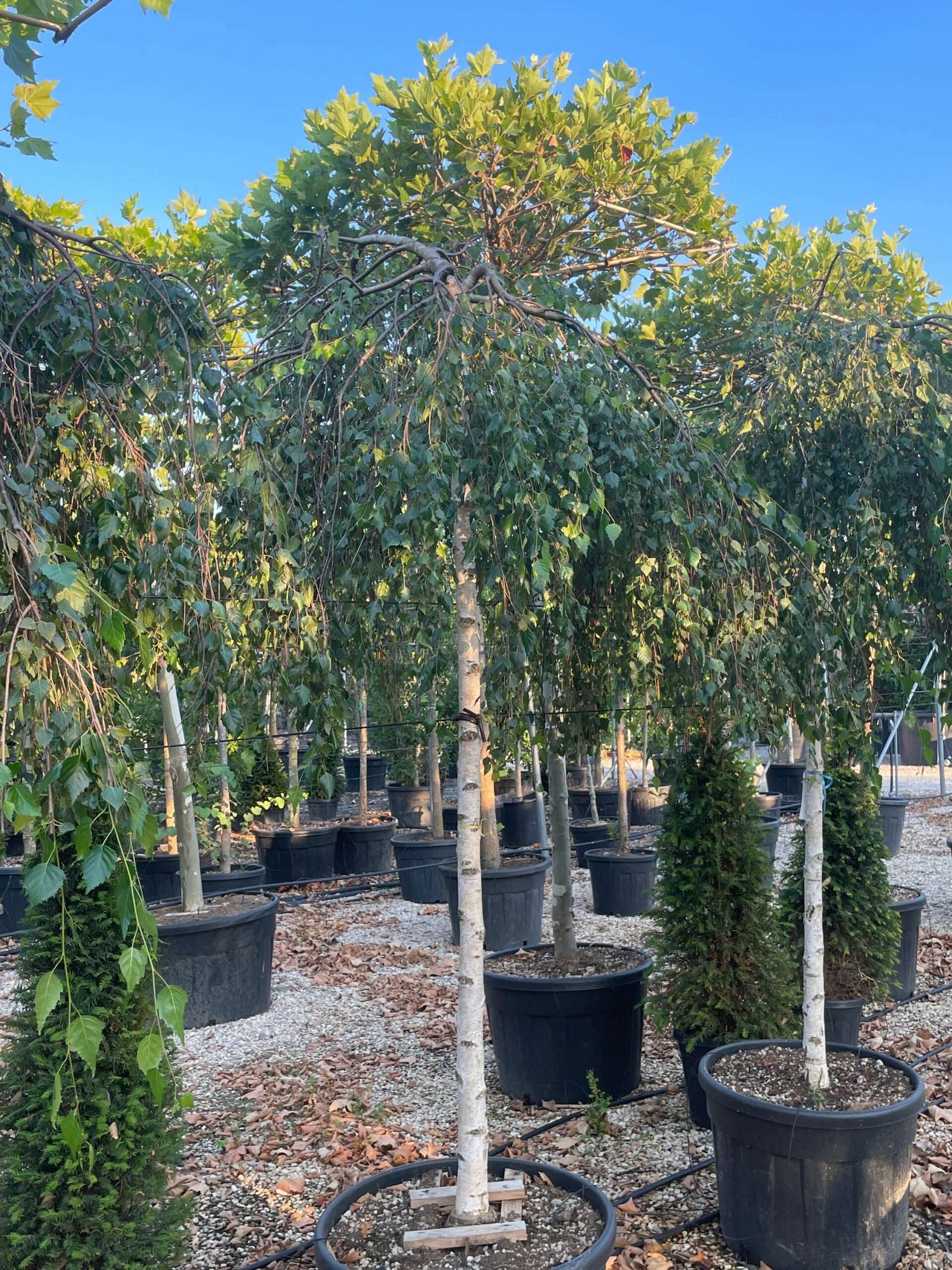 1659461725 scaled febc0bb5