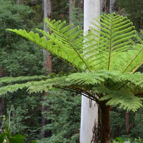 CYATHEA cooperii