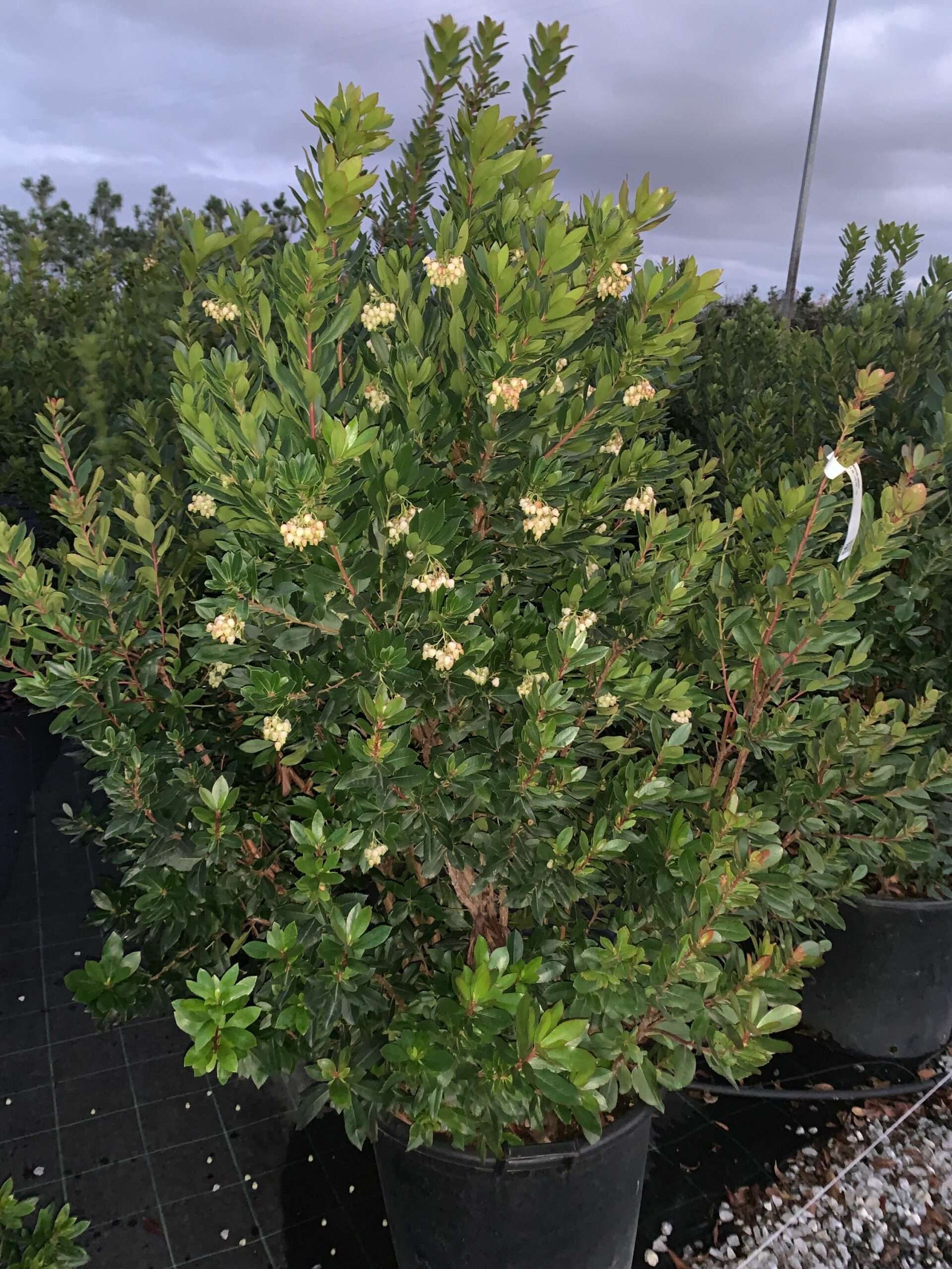 1637942717 scaled ff91052c