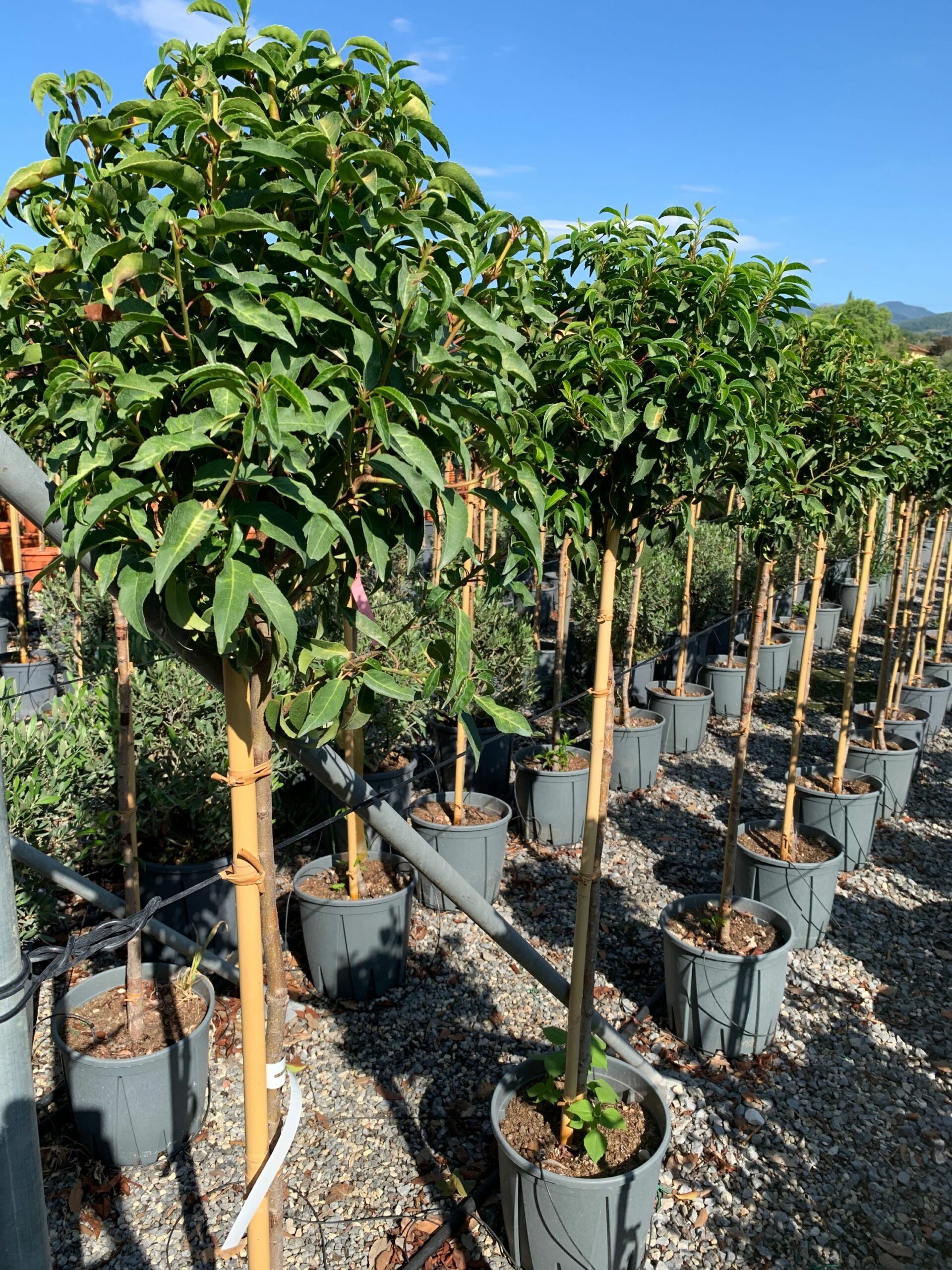 1662107002 1 scaled ff8d8494