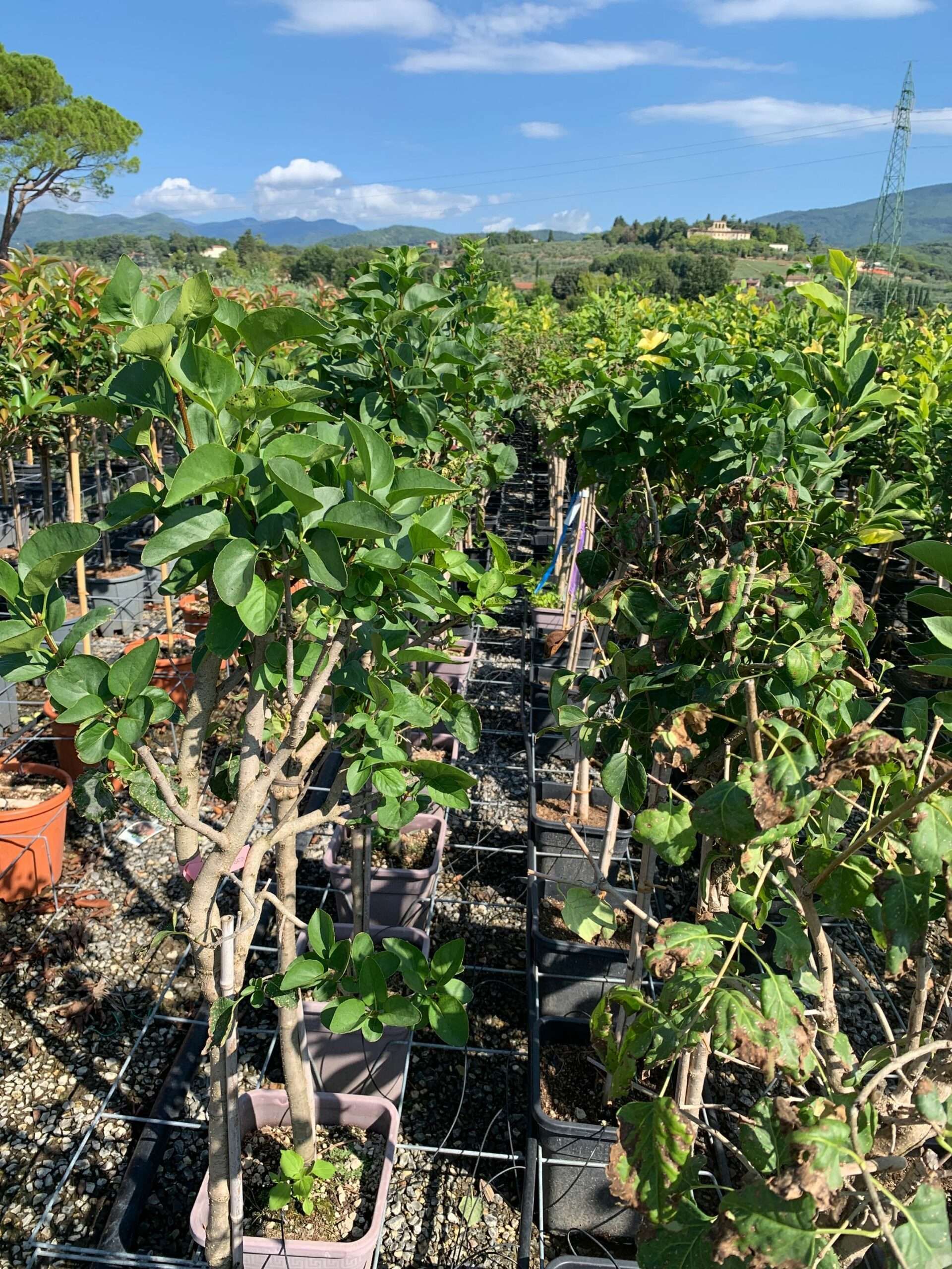 1662108275 scaled ff990f25