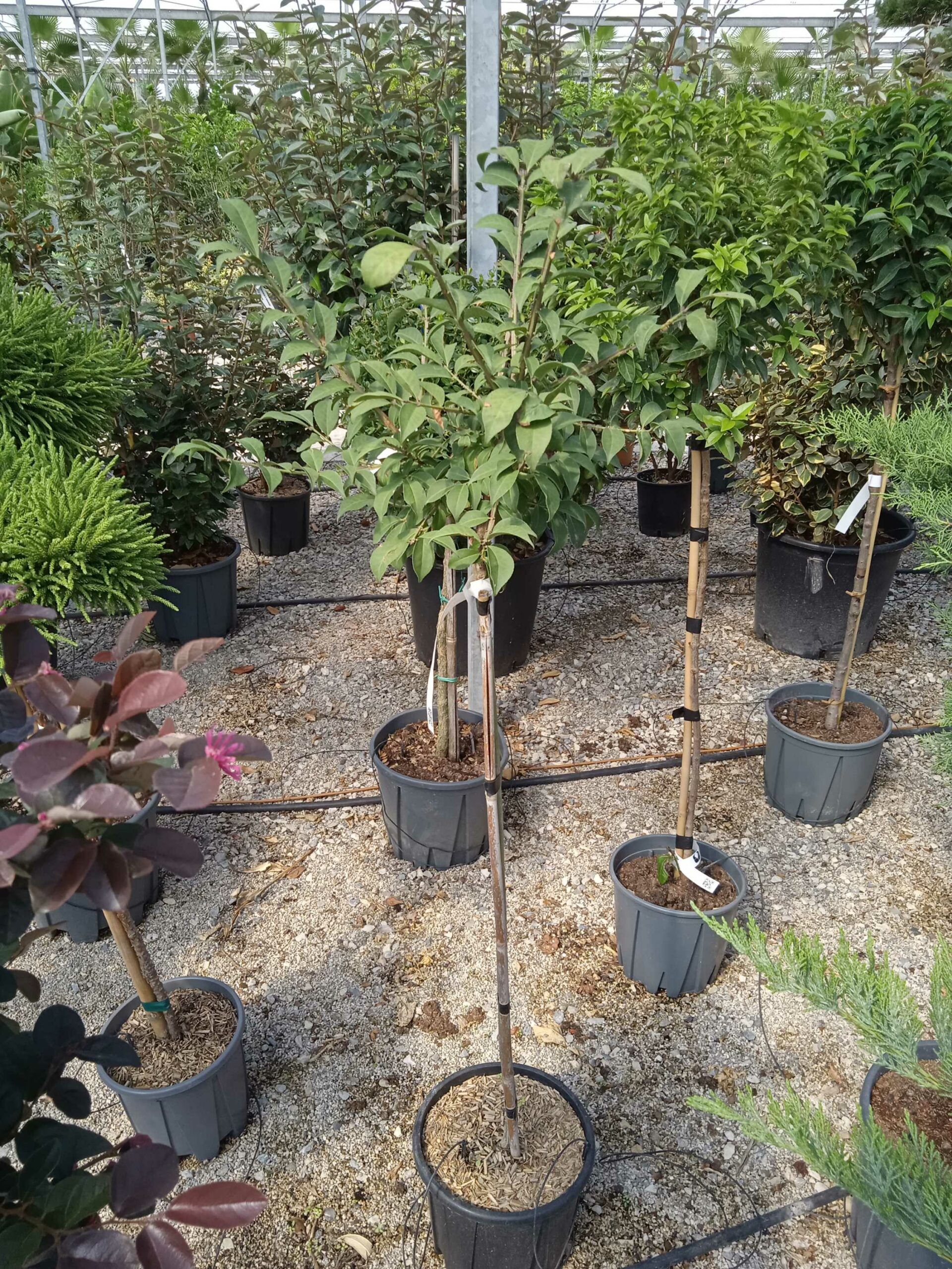 1662370035 scaled ff9d4219