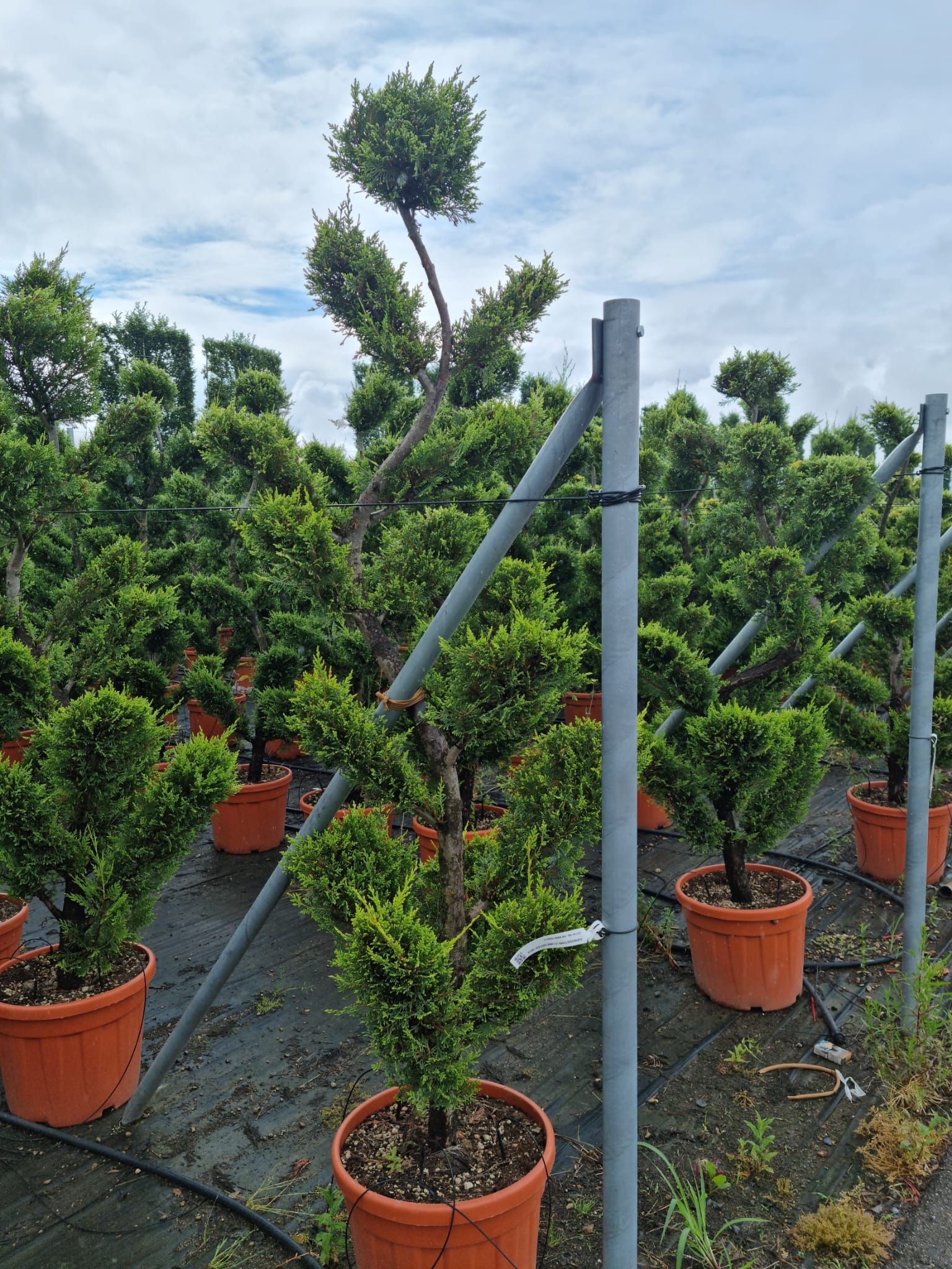 1686124220 Immagine WhatsApp 2023 06 05 ore 10.31.04 ff677809