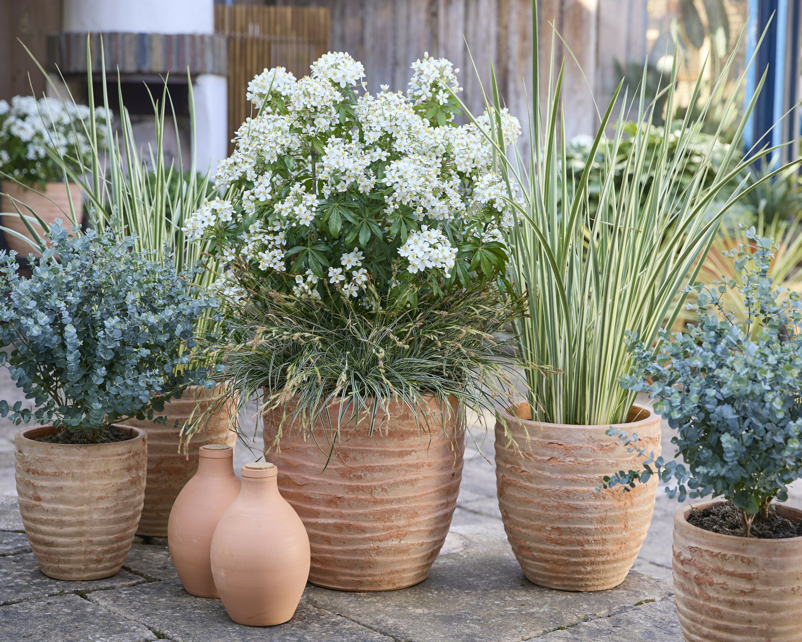 Choisya Greenfingers 12 scaled ff502ecc