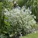 Philadelphus Petite Perfume White 17 scaled ffc4515a