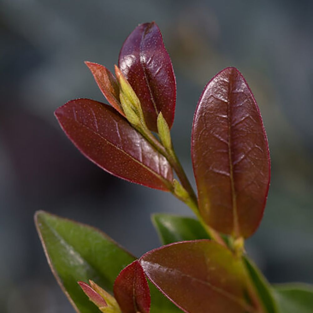 distylium linebacker 3 ff61f314