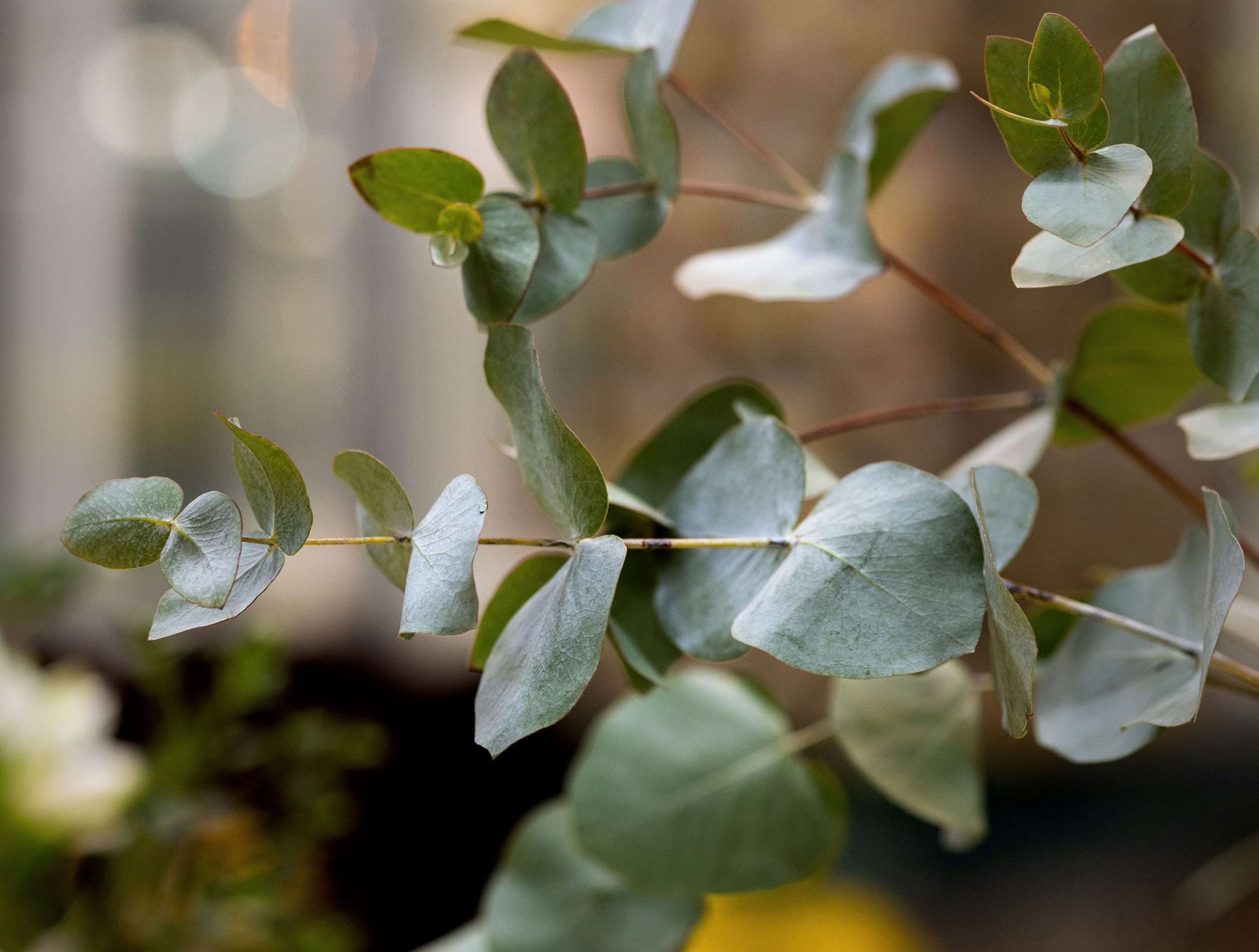 Il Significato E La Bellezza Dell'Eucalipto A Fiori Rossi - Foto 4
