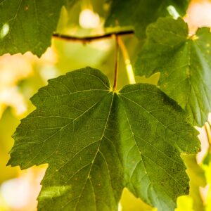 ACER opalus
