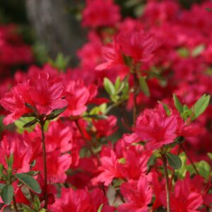 AZALEA japonica 'Hino Crimson'