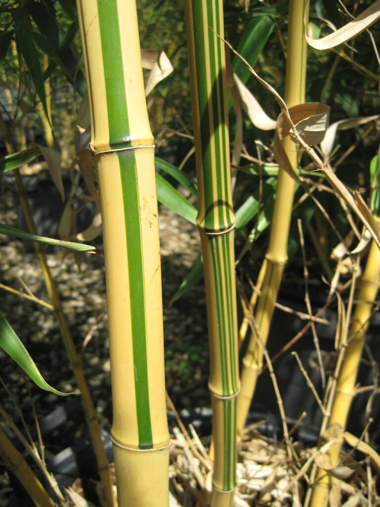 BAMBUSA Phyllostachys vivax 'Aureocaulis'