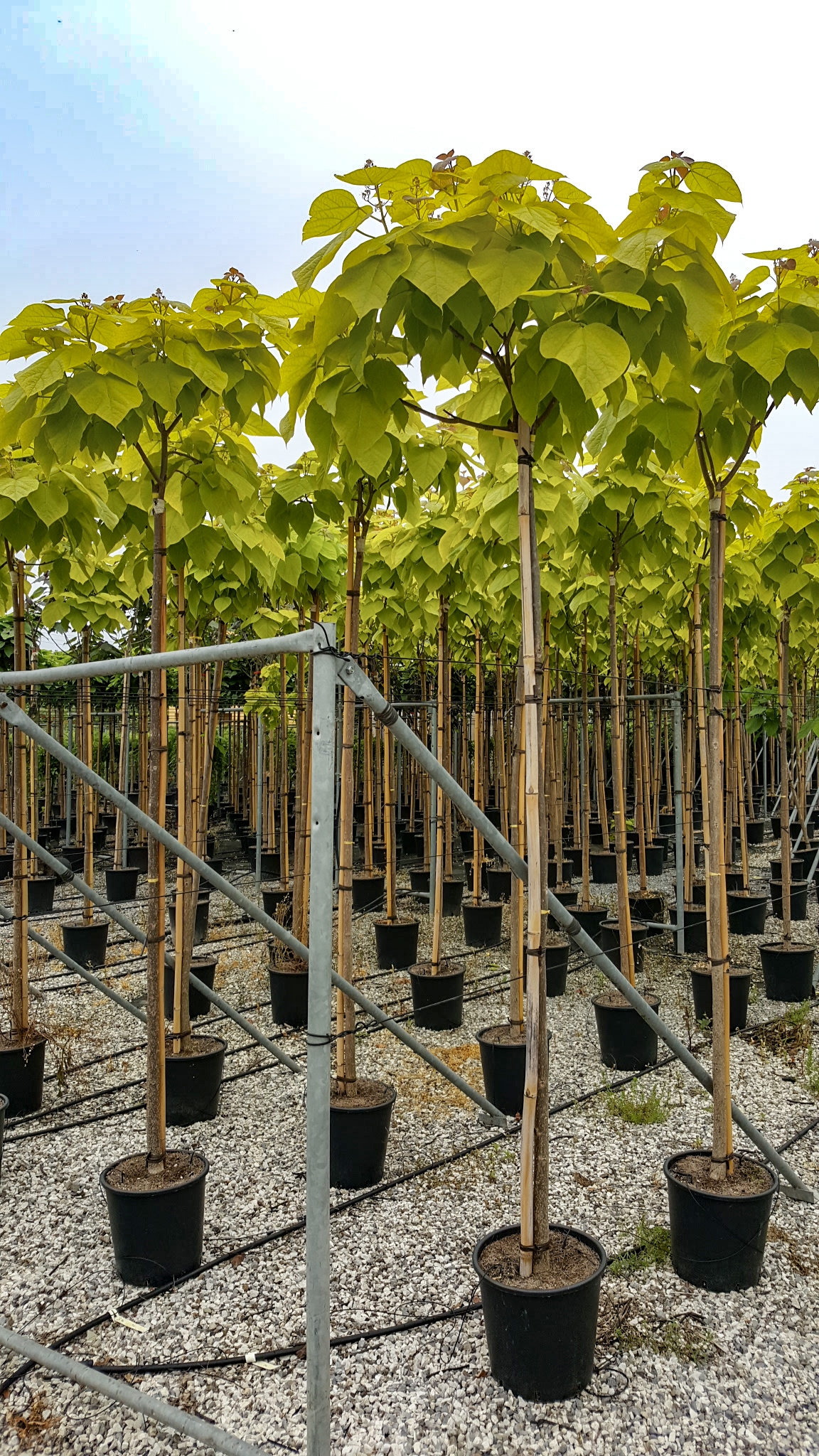 CATALPA bignonioides 'Aurea'