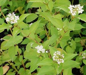 CORNUS stolonifera 'Flaviramea'