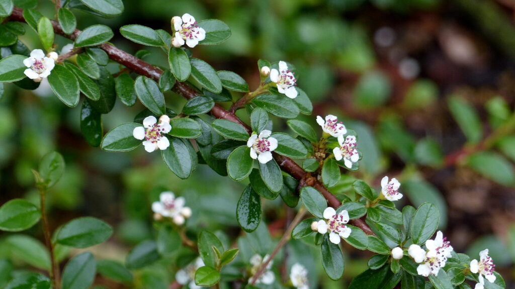 12 Plants De Cotoneaster 'Skogholm' - Couvre-Sol 20-25 Cm, Pot 9x9 Cm