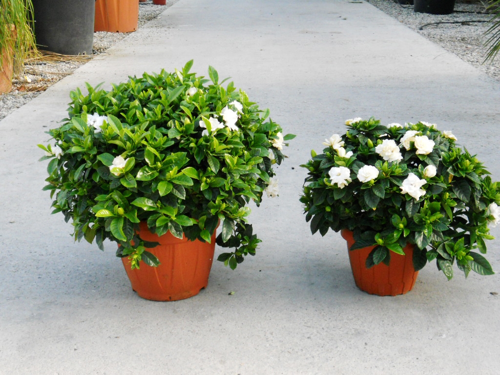 GARDENIA grandiflora
