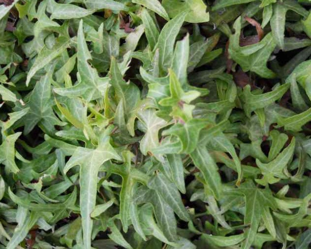 gummibaum rosa Gummibaum kaufen | Ficus elastica 'Robusta'