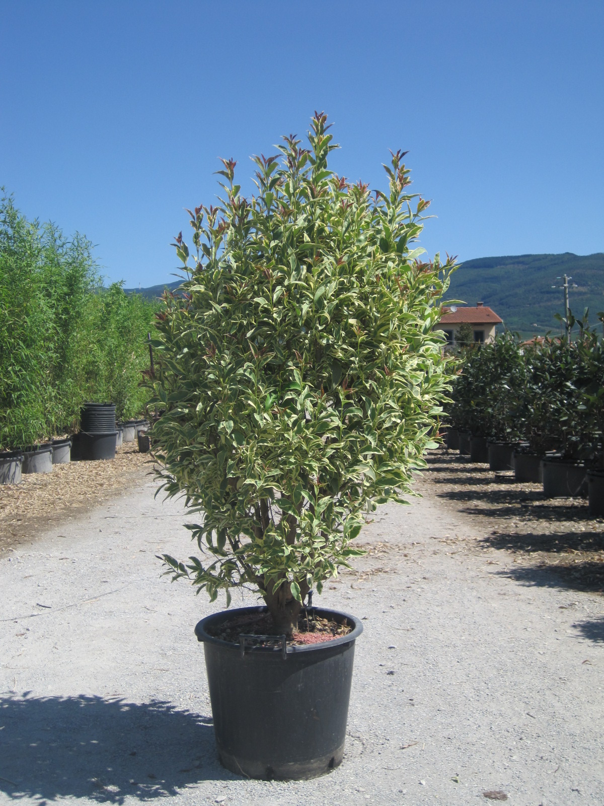 LIGUSTRUM lucidum 'Excelsum Superbum'