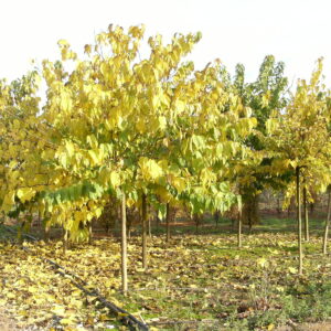 MORUS platanifolia