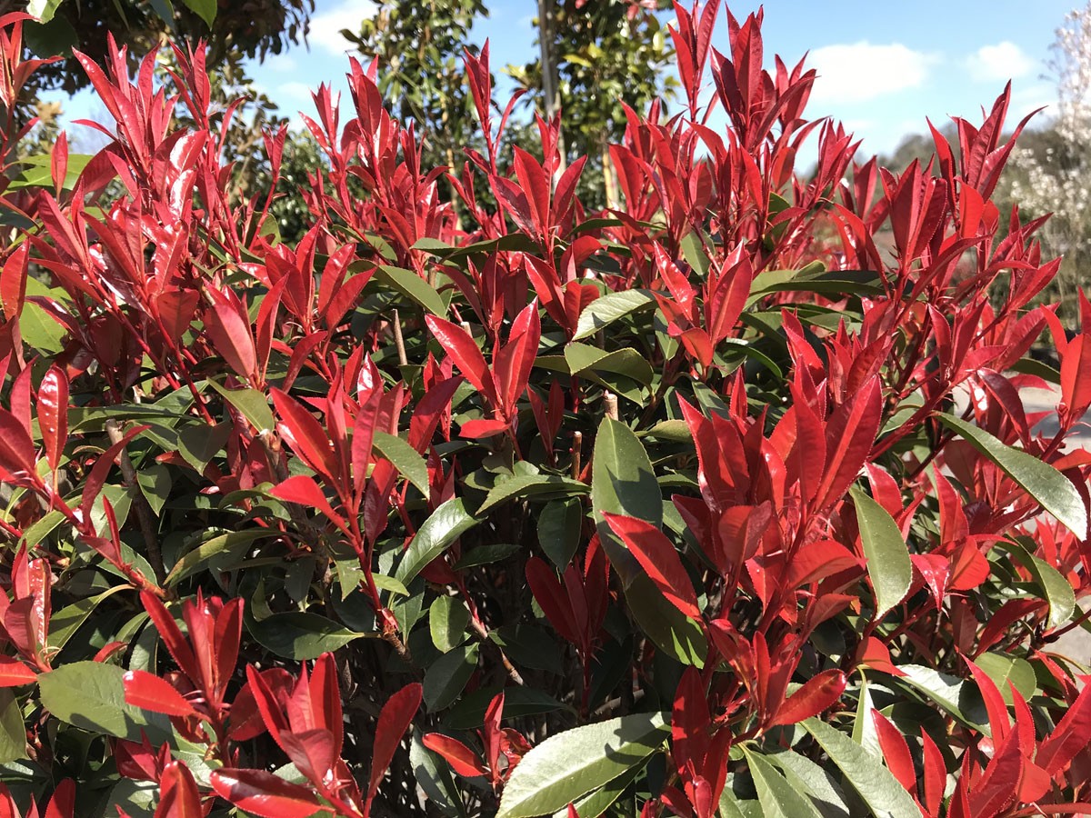 Photinia Fraseri 'Carre Rouge' Plant 80cm Tall (IT)