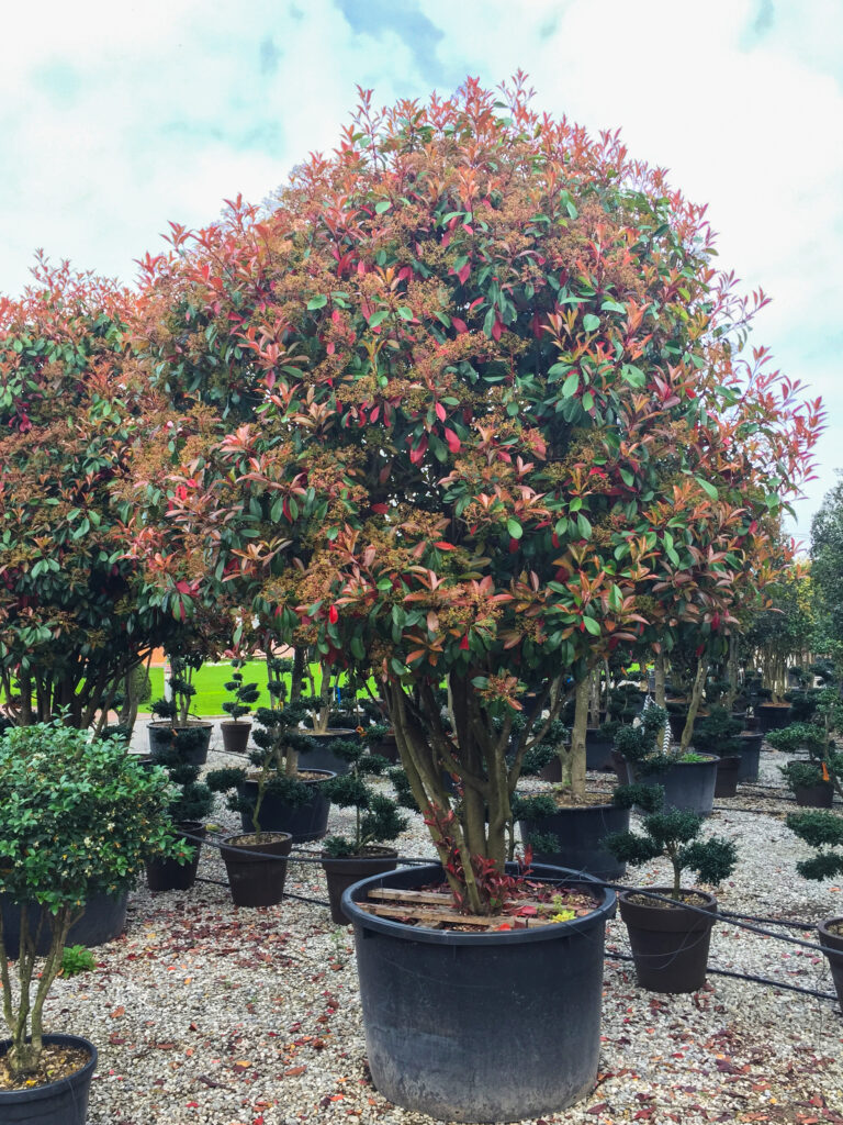 PHOTINIA x fraseri 'Red Robin'
