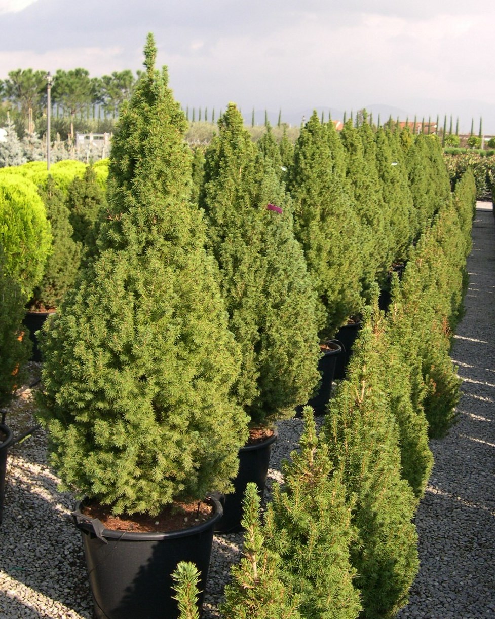 PICEA glauca 'Conica'
