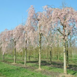 PRUNUS subhirtella 'Pendula'