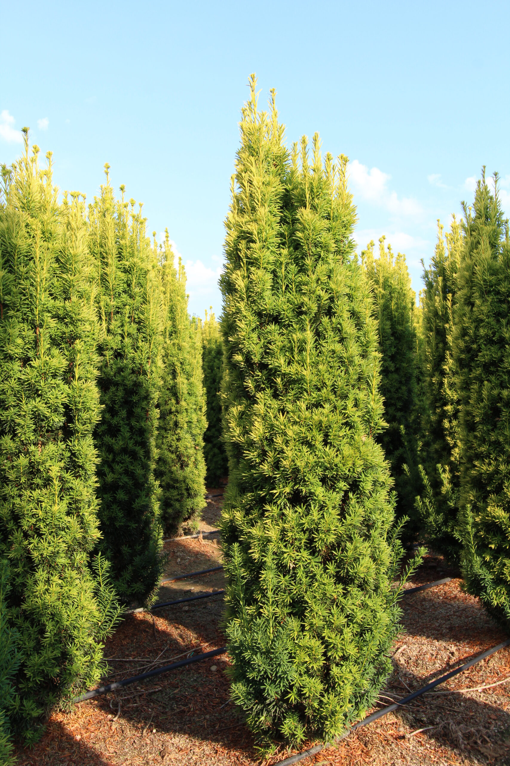 thuja räuchern wirkung Thuja – Bio Räucherwerk (geschnitten) main image 1