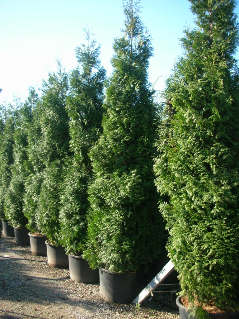THUJA plicata 'Atrovirens'