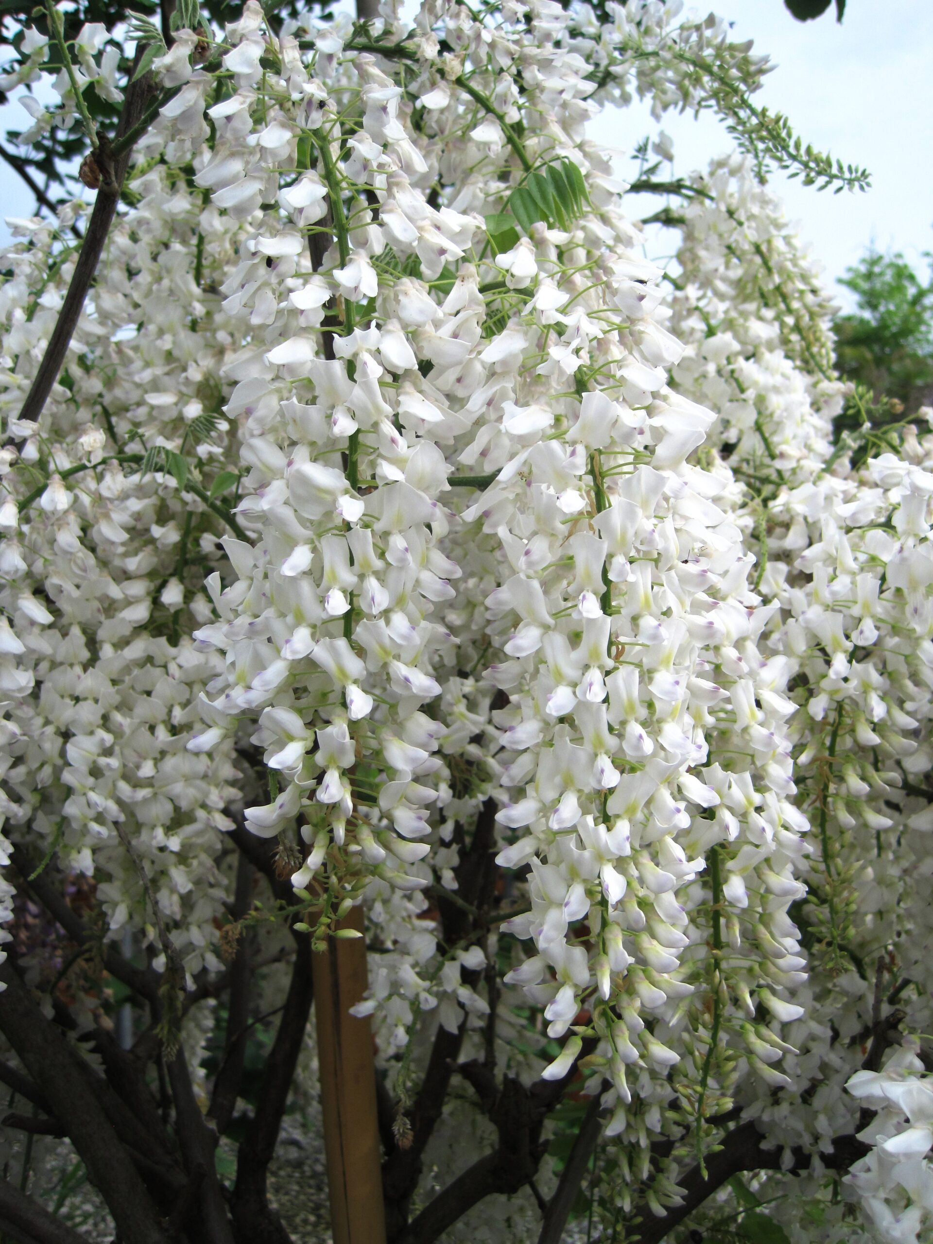 WISTERIA floribunda 'Longissima Alba'